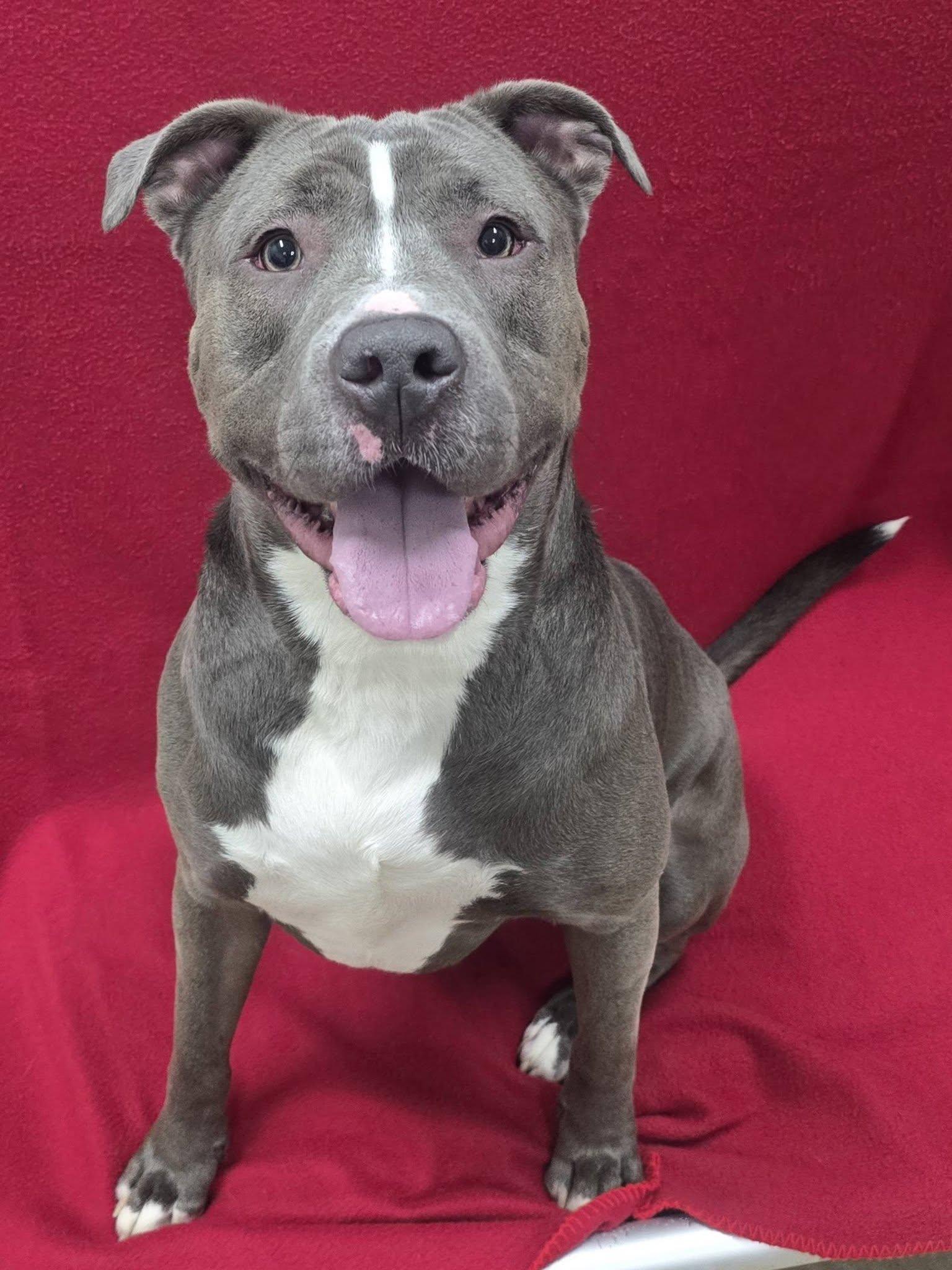 Enlarge Blue, a Adoptable mixed breed in Frankfort, IN image 1/5