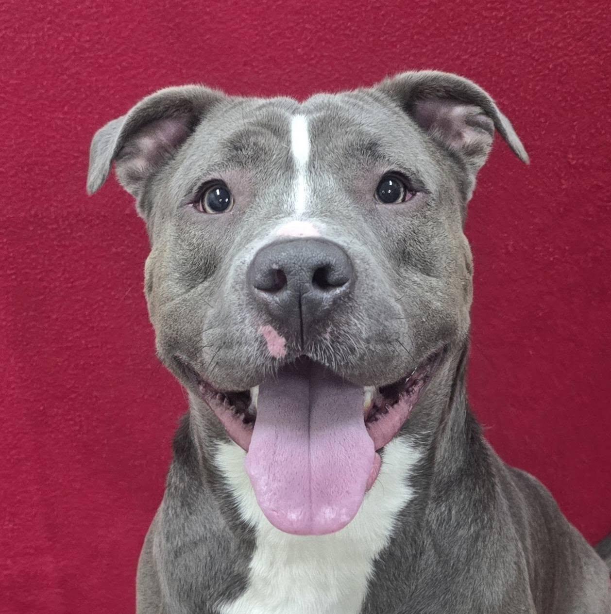 Enlarge Blue, a Adoptable mixed breed in Frankfort, IN image 5/5