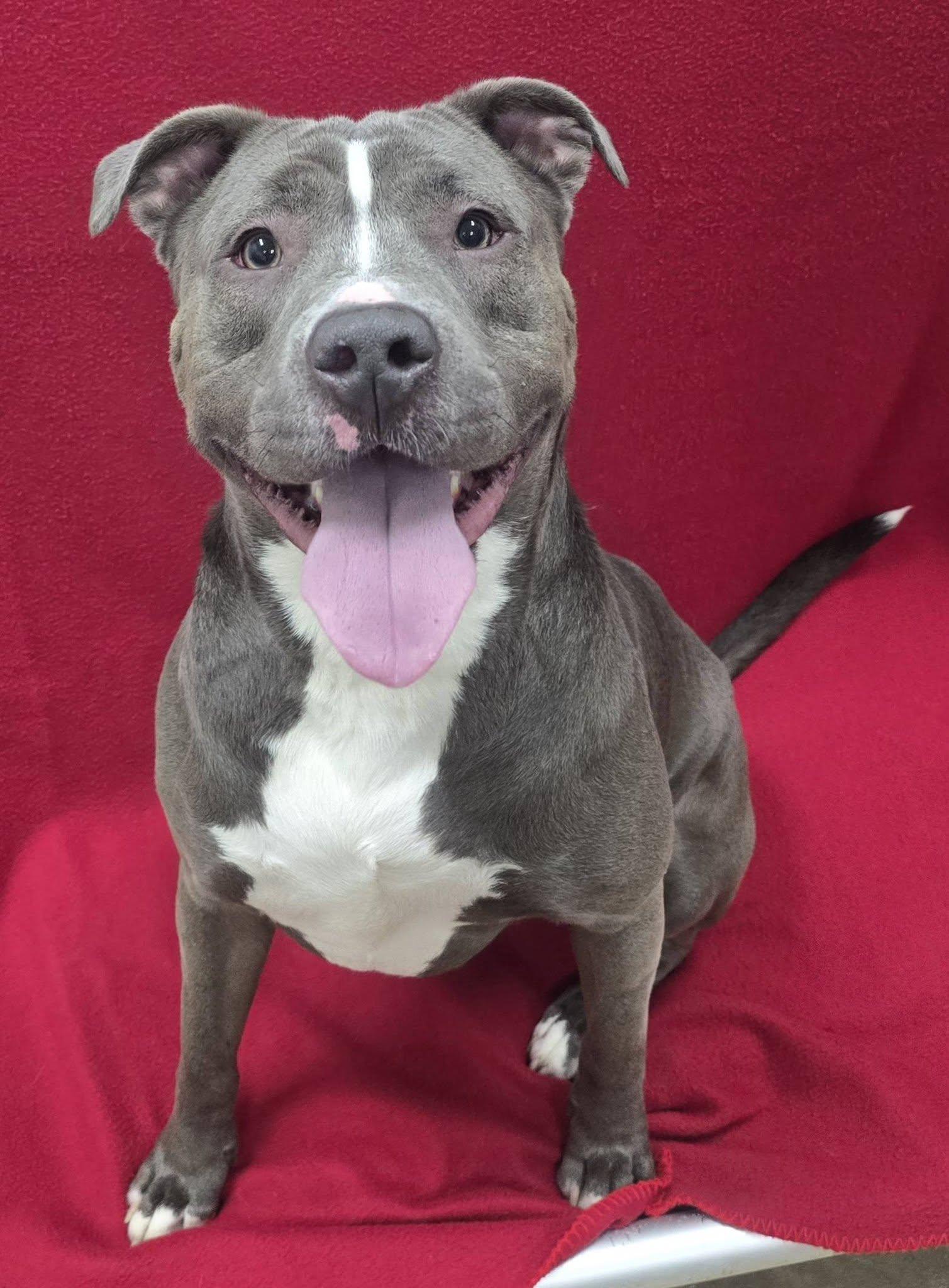 Enlarge Blue, a Adoptable mixed breed in Frankfort, IN image 2/5