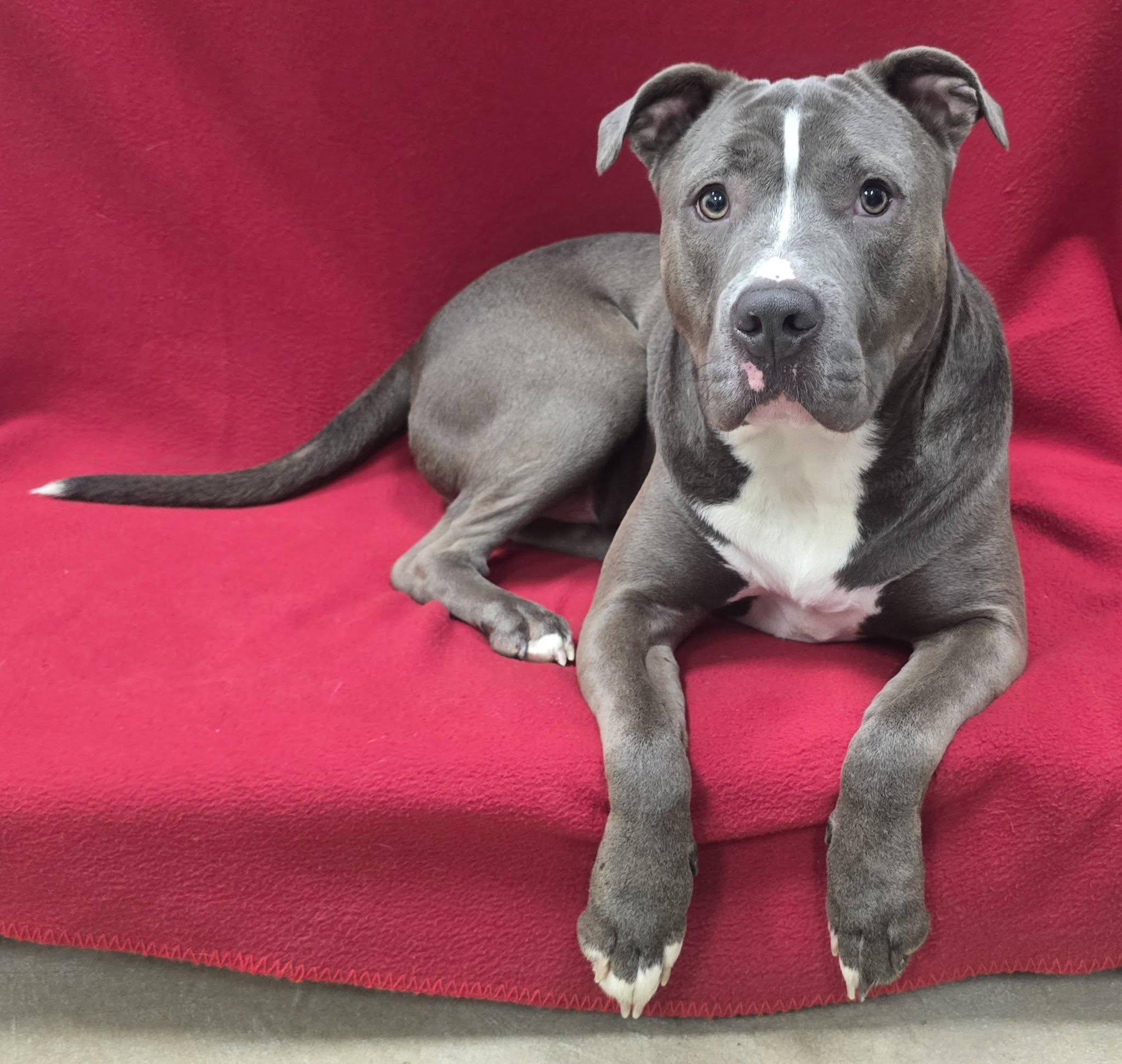 Enlarge Blue, a Adoptable mixed breed in Frankfort, IN image 4/5