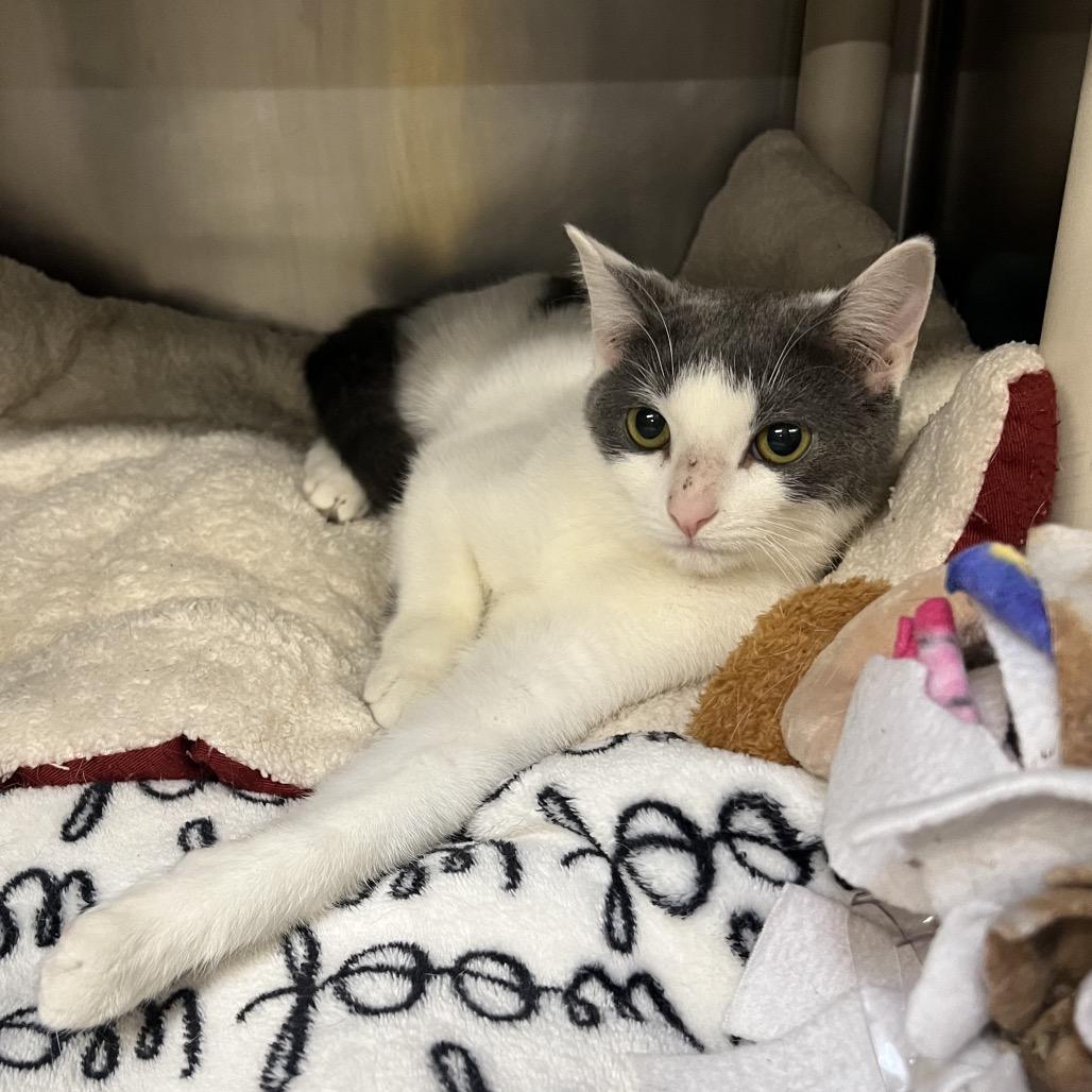 Enlarge Avery, a Adoptable Domestic Short Hair in Mentor, OH image 1/3