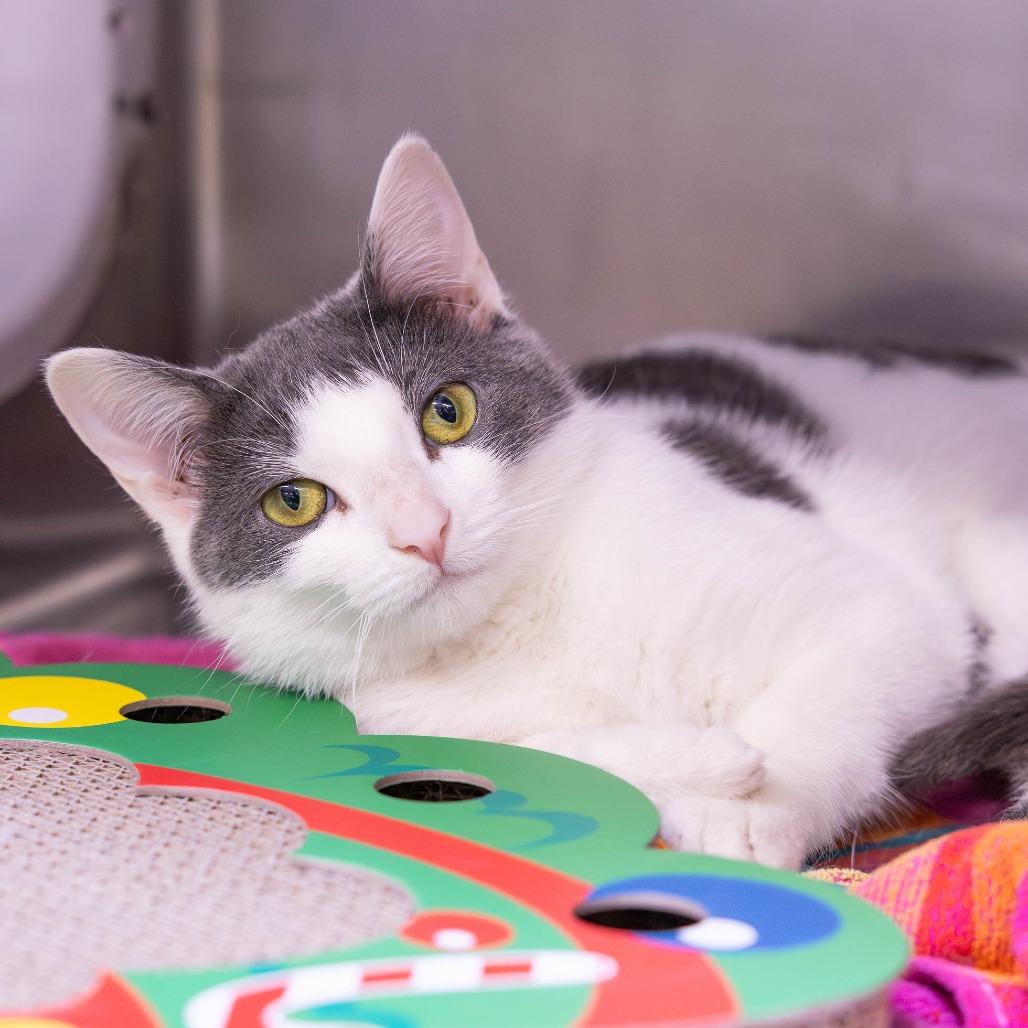 Enlarge Avery, a Adoptable Domestic Short Hair in Mentor, OH image 2/3