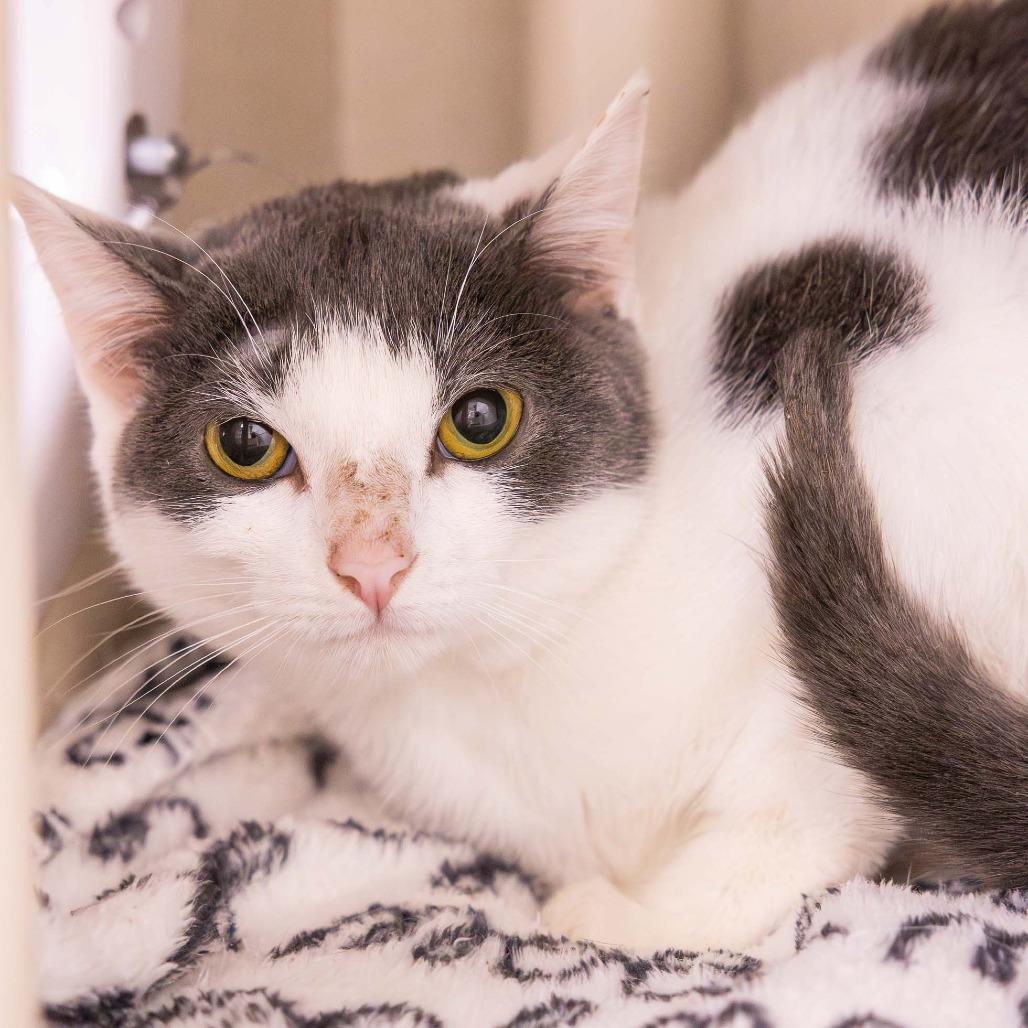 Enlarge Avery, a Adoptable Domestic Short Hair in Mentor, OH image 3/3