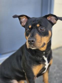 Gertie, Adoptable, Adult Female Mixed Breed & Mixed Breed.