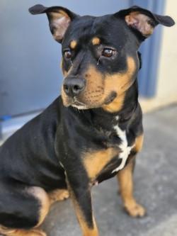 Enlarge Gertie, a Adoptable mixed breed in Savannah, GA image 3/3