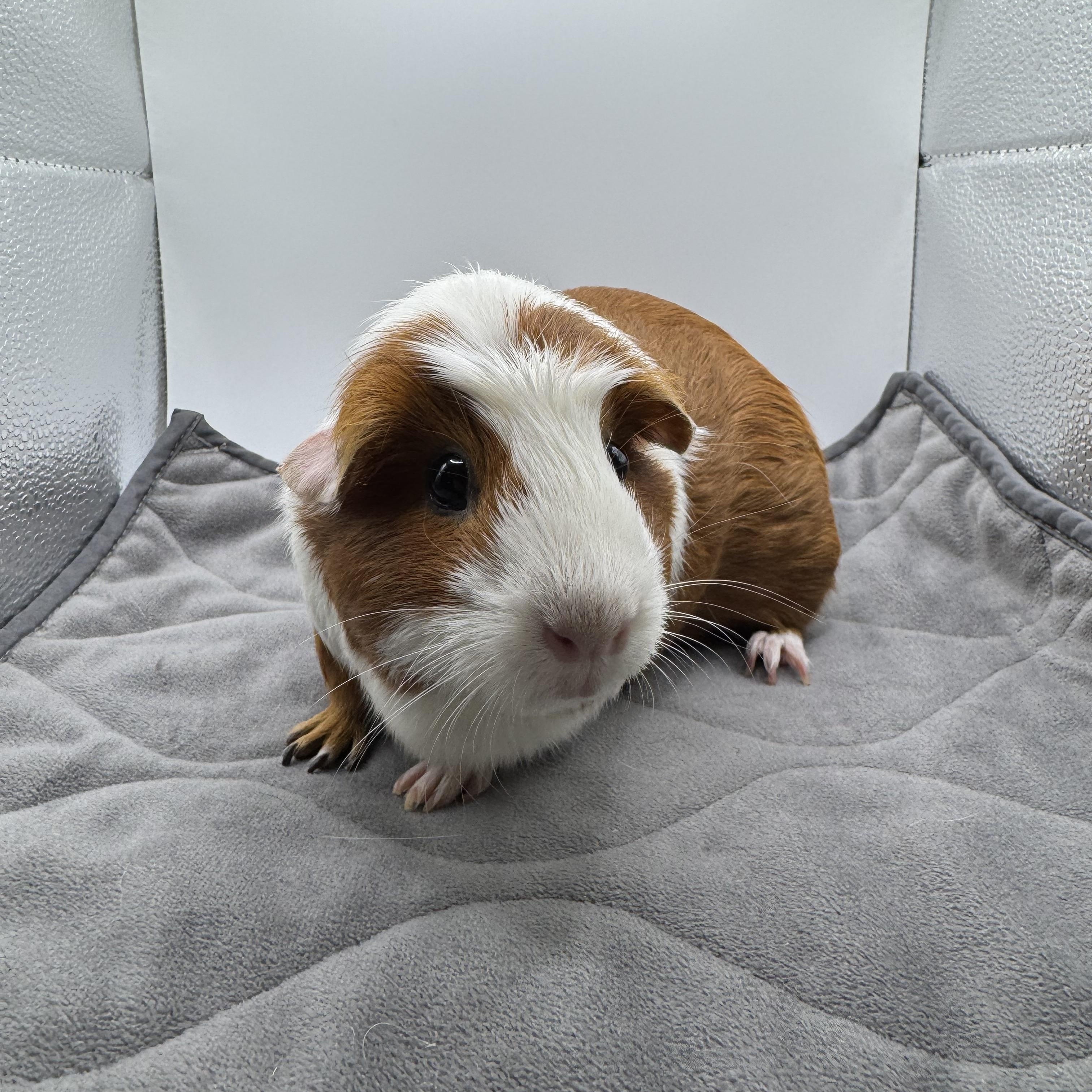 Enlarge Punk'in, a ADOPTABLE Guinea Pig in Walnut Grove, CA image 3/3