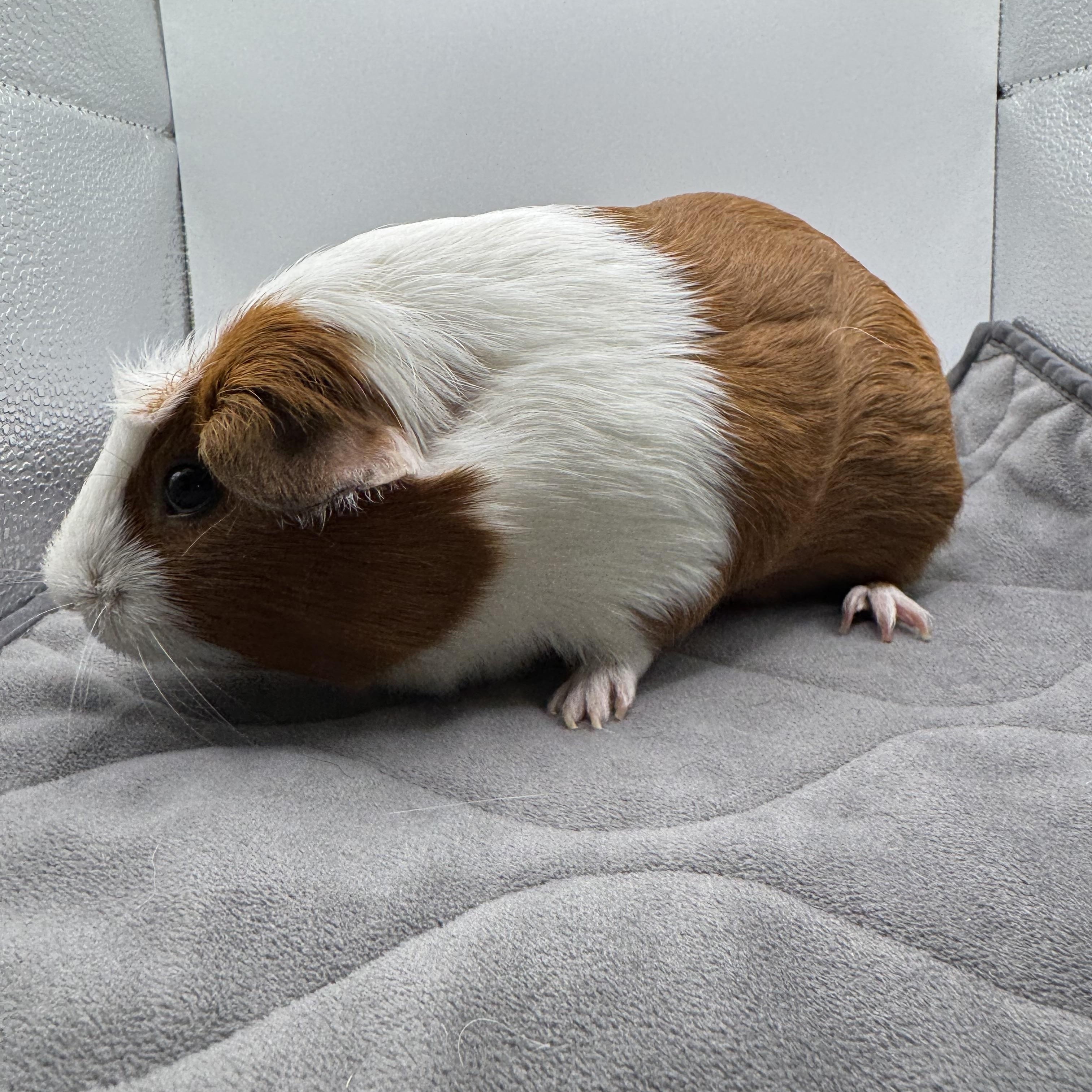 Punk'in, ADOPTABLE, Adult Female Guinea Pig.