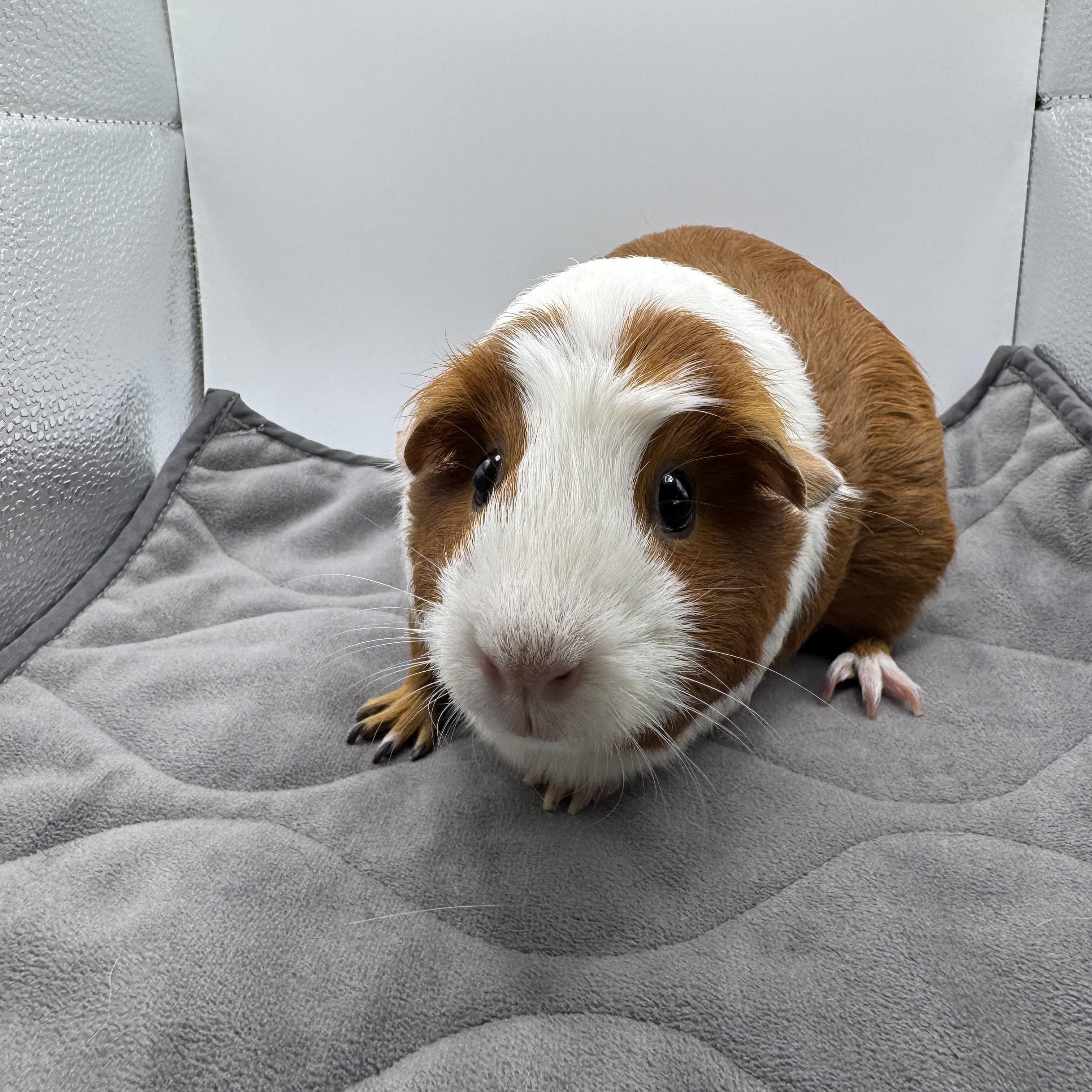 Enlarge Punk'in, a ADOPTABLE Guinea Pig in Walnut Grove, CA image 2/3