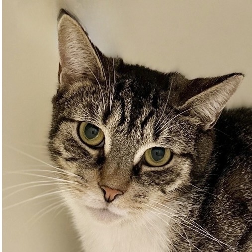 Sam, a Adoptable Domestic Short Hair in Victor, NY image 1/6