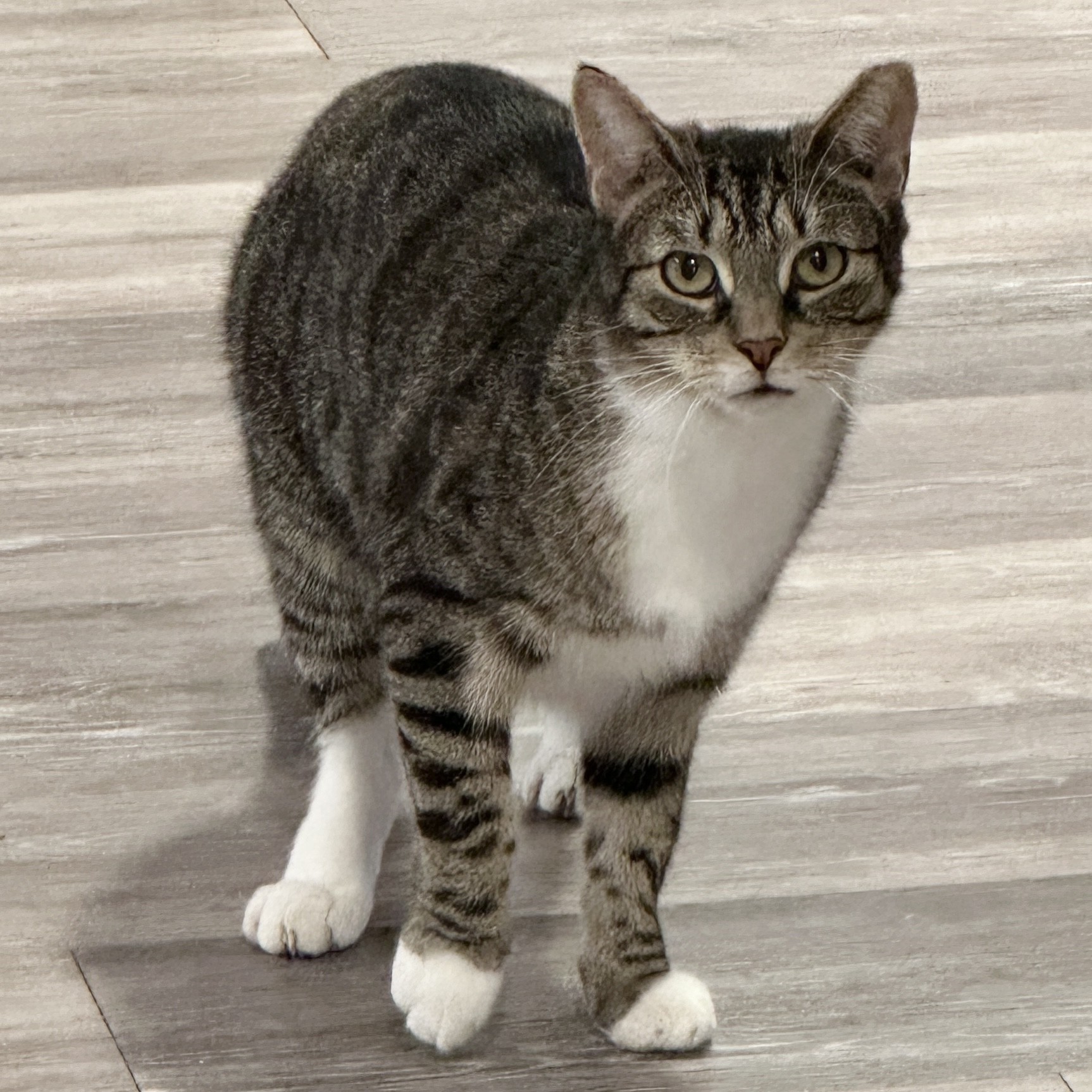 Sam, a Adoptable Domestic Short Hair in Victor, NY image 4/6