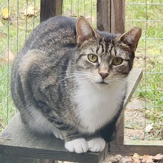 Sam, a Adoptable Domestic Short Hair in Victor, NY image 5/6