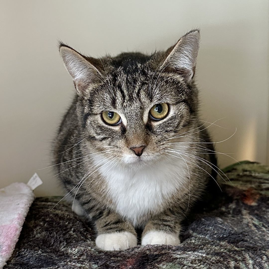 Sam, a Adoptable Domestic Short Hair in Victor, NY image 6/6