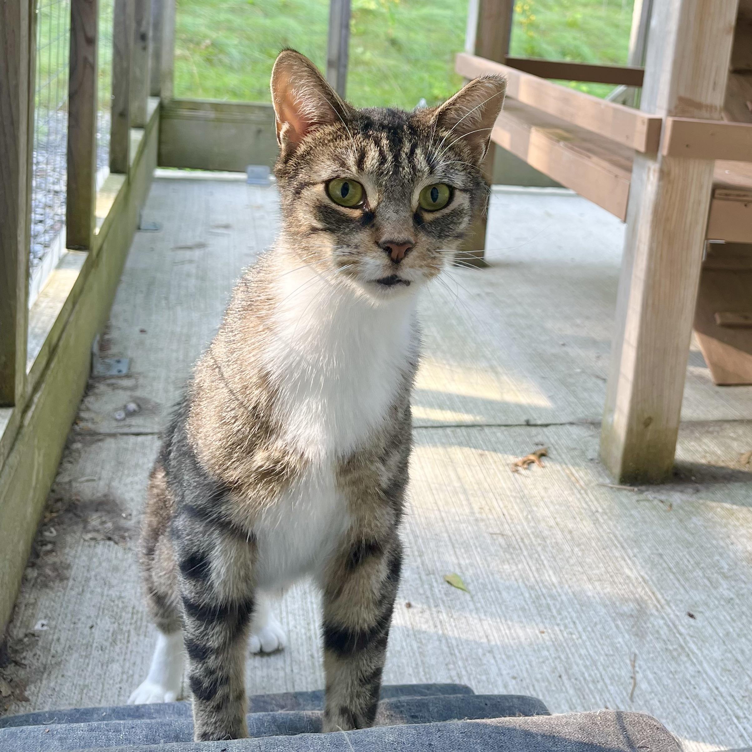 Sam, a Adoptable Domestic Short Hair in Victor, NY image 2/6