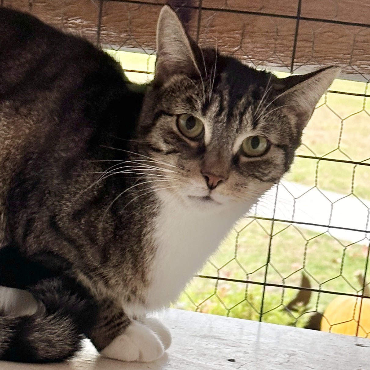 Sam, a Adoptable Domestic Short Hair in Victor, NY image 3/6