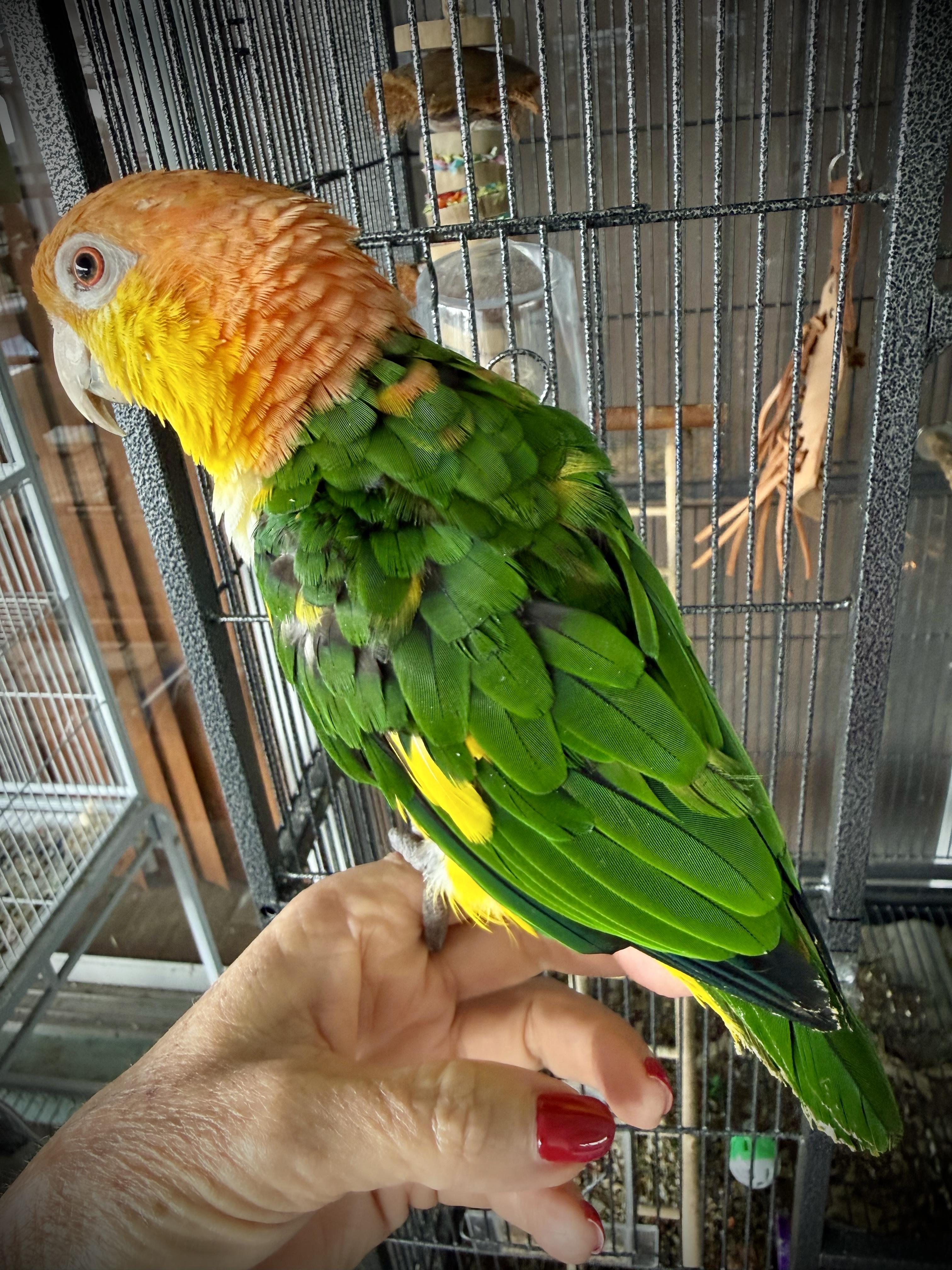 Enlarge Baby, a Adoptable Caique in Merritt Island, FL image 2/2