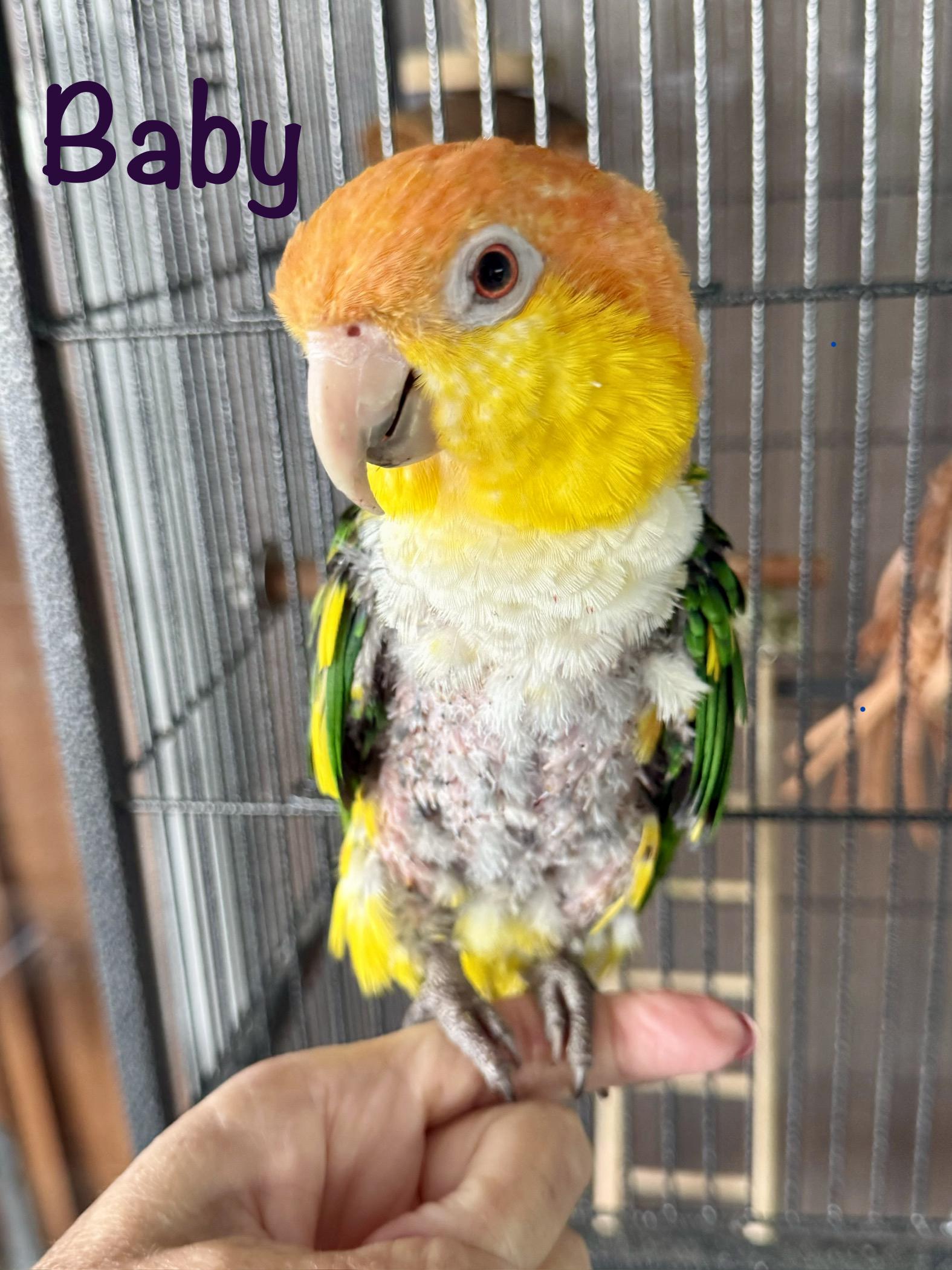 Enlarge Baby, a Adoptable Caique in Merritt Island, FL image 1/2