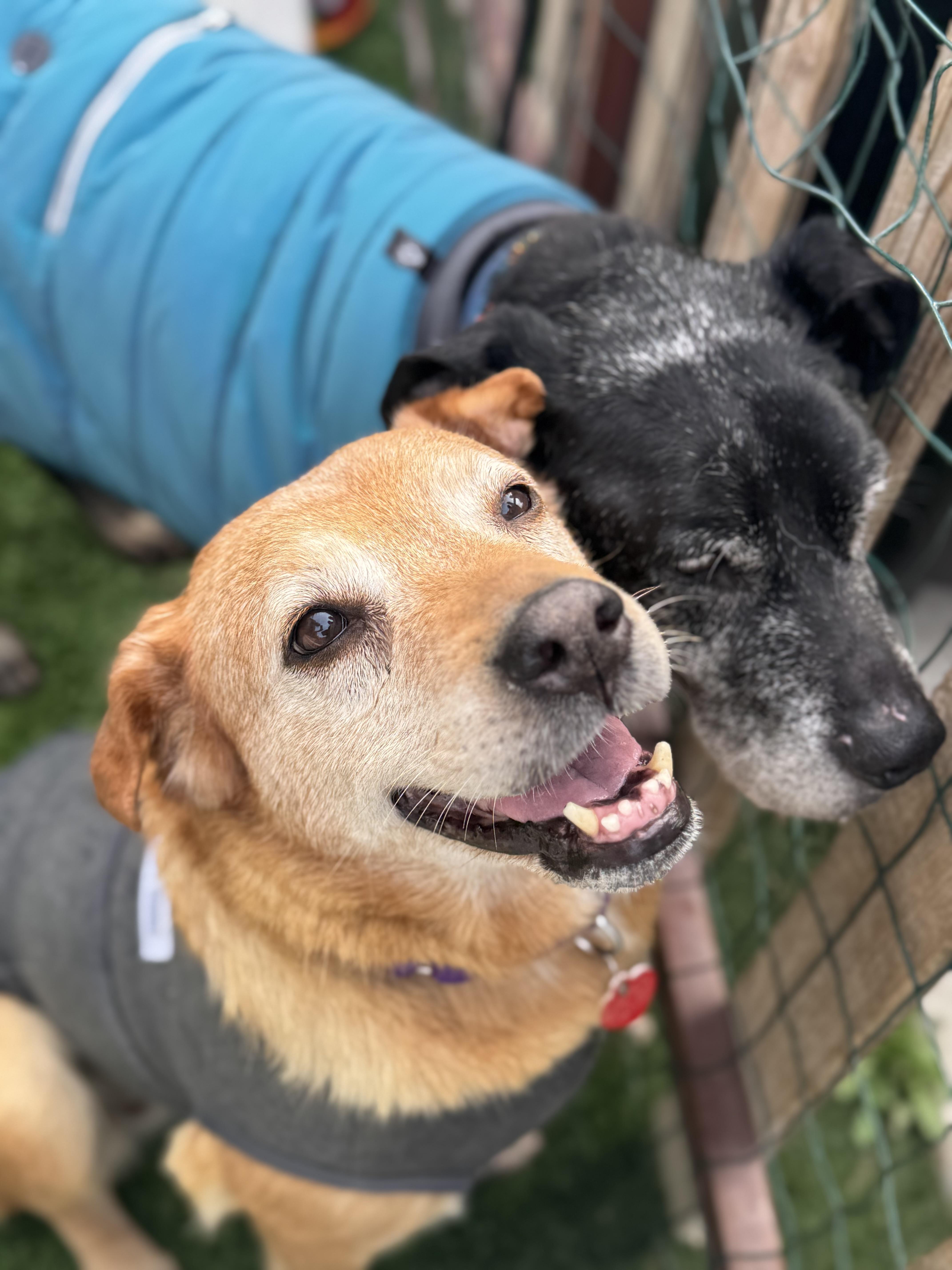 Focaccia the petite labrador mix