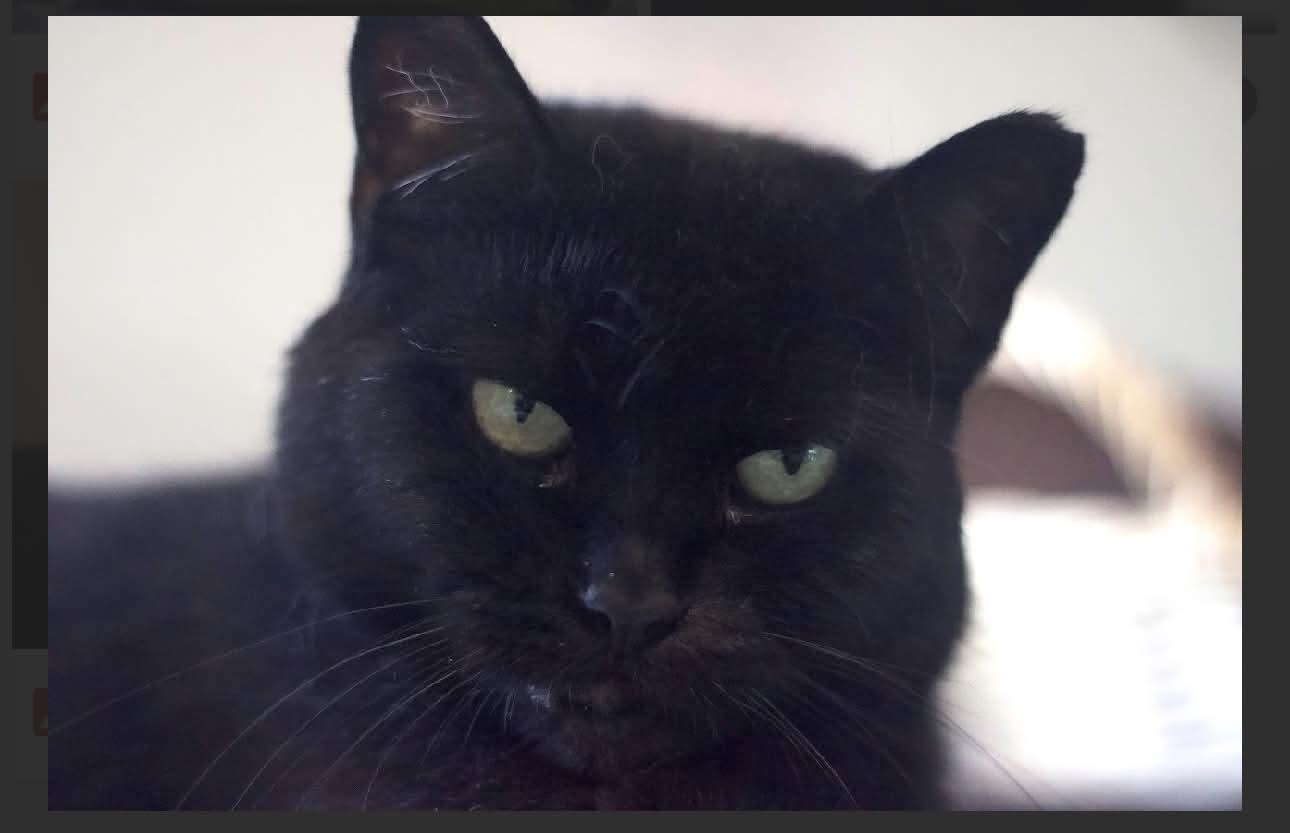 Tootsie, Adoptable, Adult Female Domestic Short Hair.