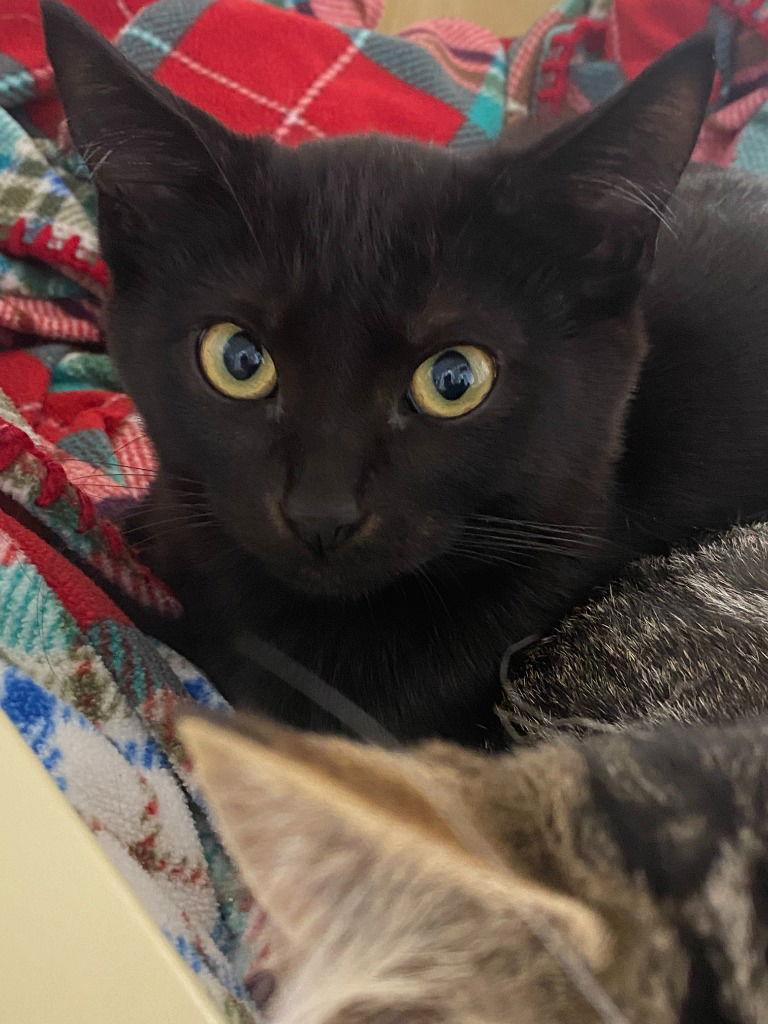 25-25 Yurik, a Adoptable Domestic Short Hair in St. Helens, OR image 1/2