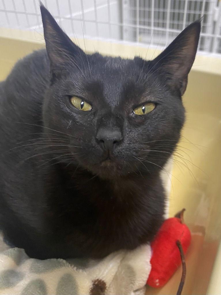 25-25 Yurik, a Adoptable Domestic Short Hair in St. Helens, OR image 2/2