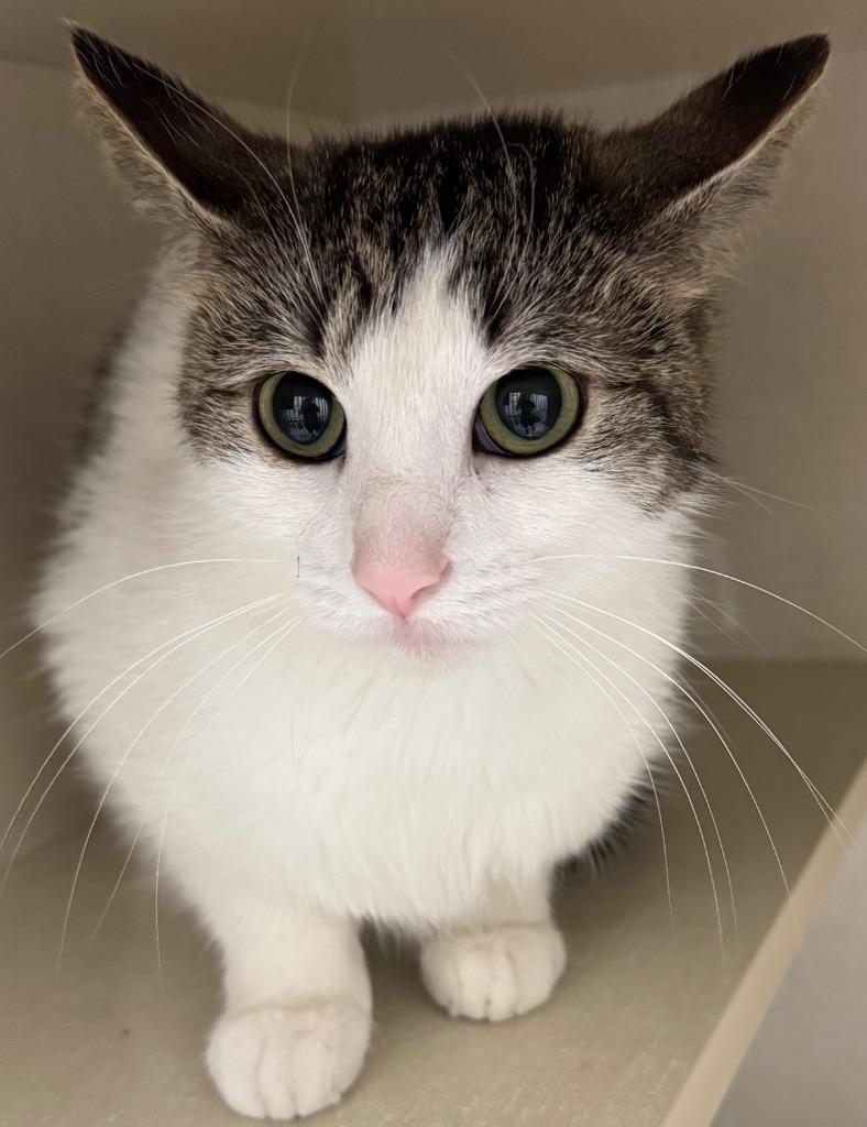 Enlarge Lovely, a Adoptable mixed breed in Winnipeg, MB image 1/1