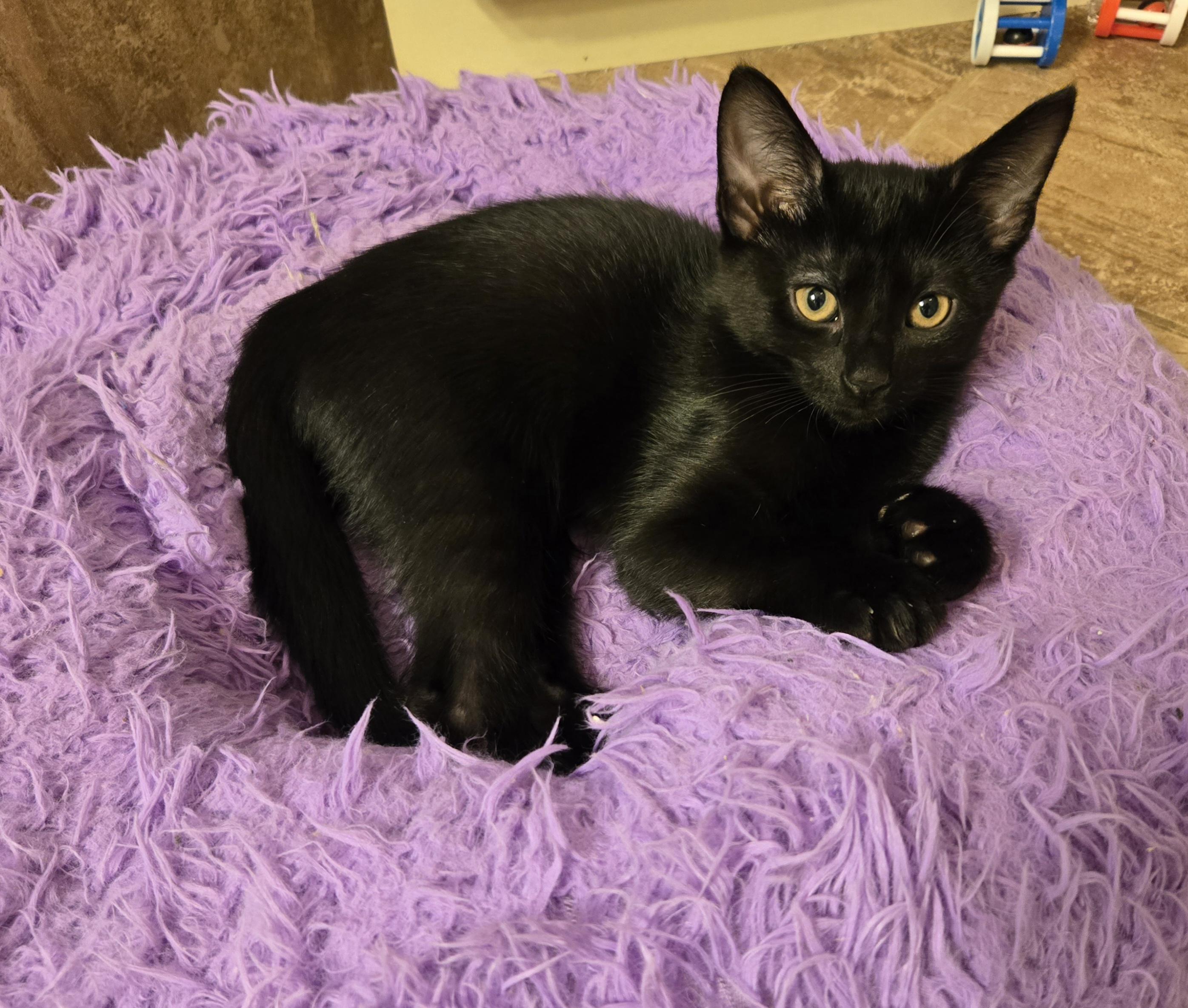 Enlarge Cinder, a Adoptable Domestic Short Hair in Concord, OH image 2/3