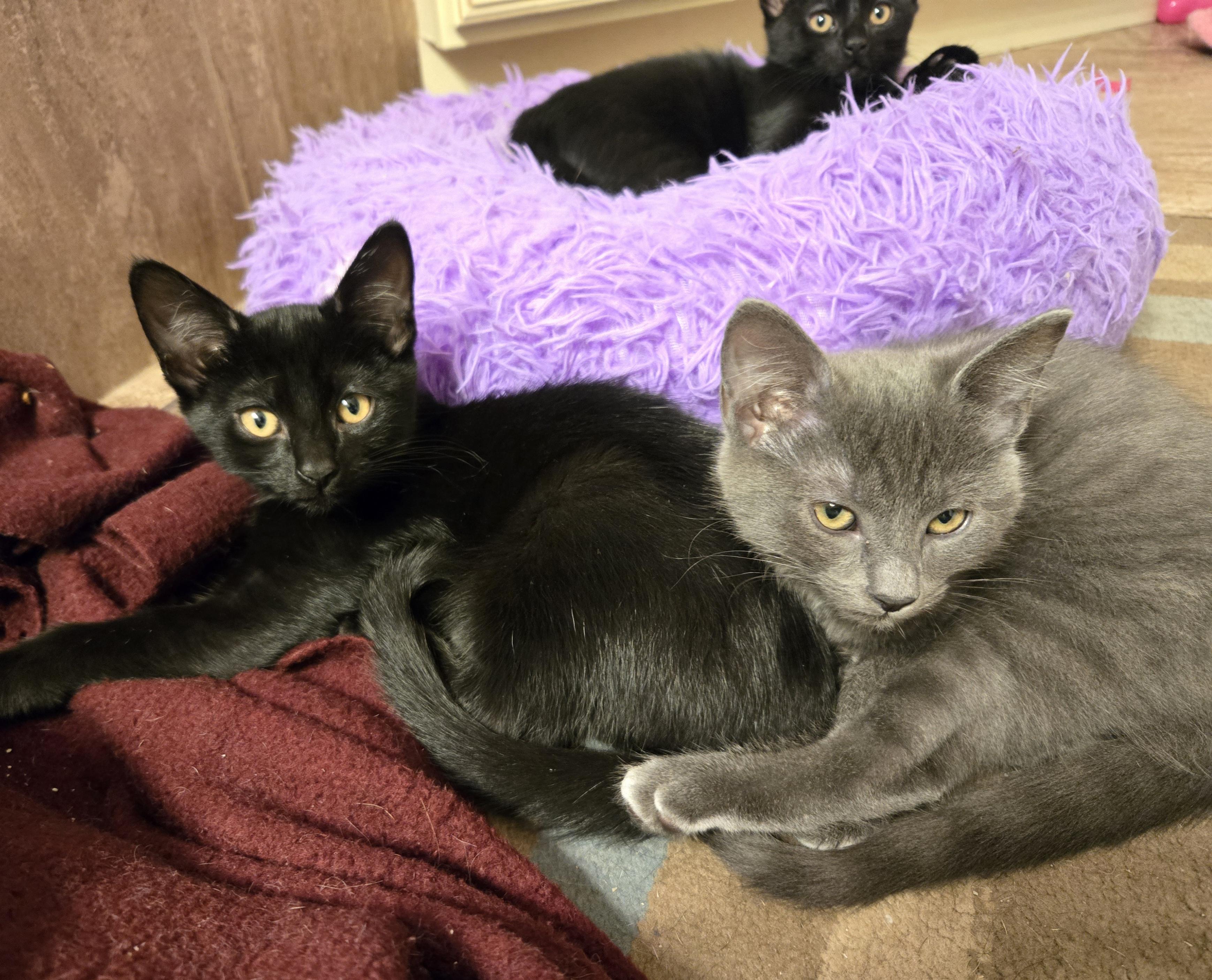 Enlarge Cinder, a Adoptable Domestic Short Hair in Concord, OH image 3/3