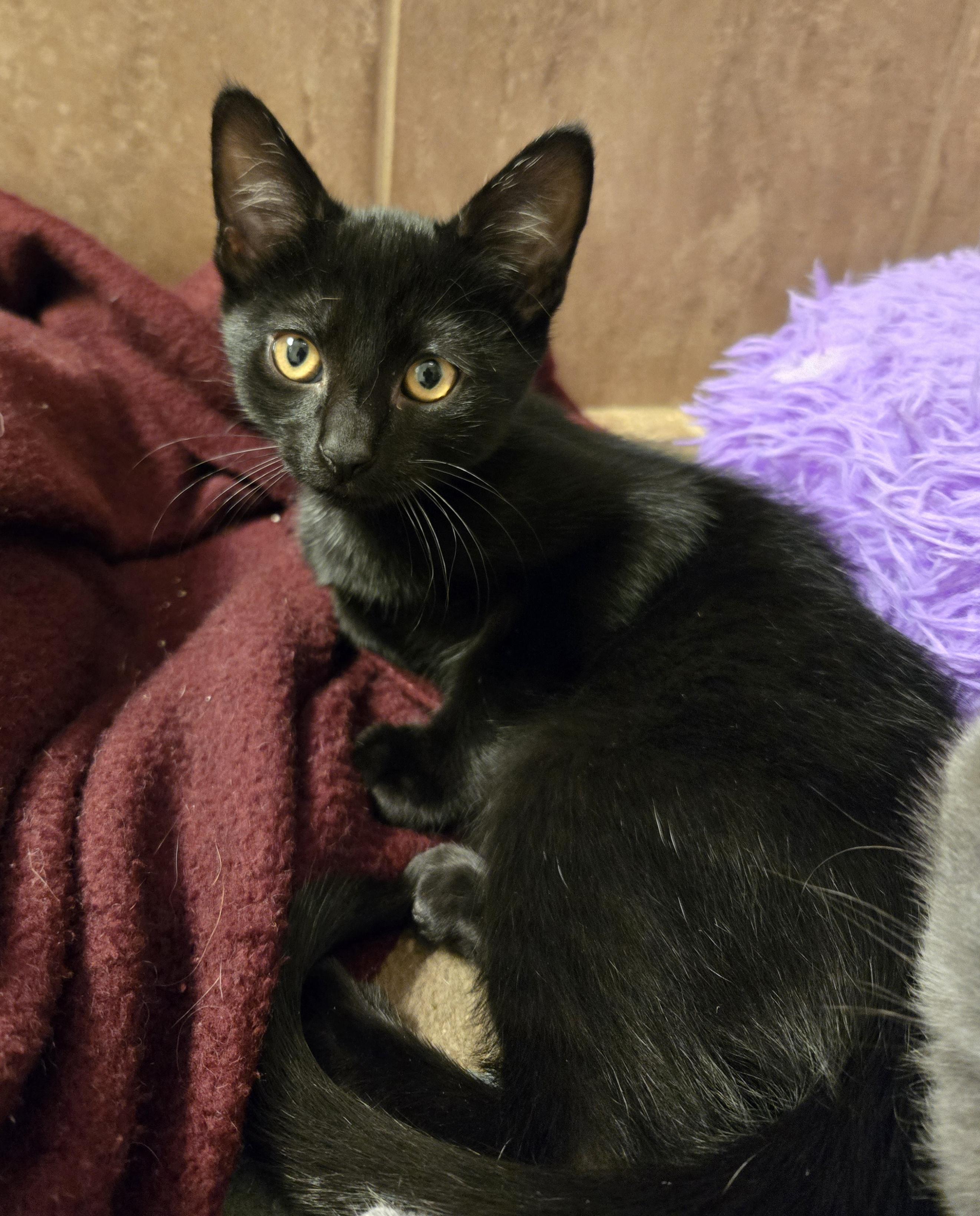 Cinder, Adoptable, Kitten Male Domestic Short Hair.
