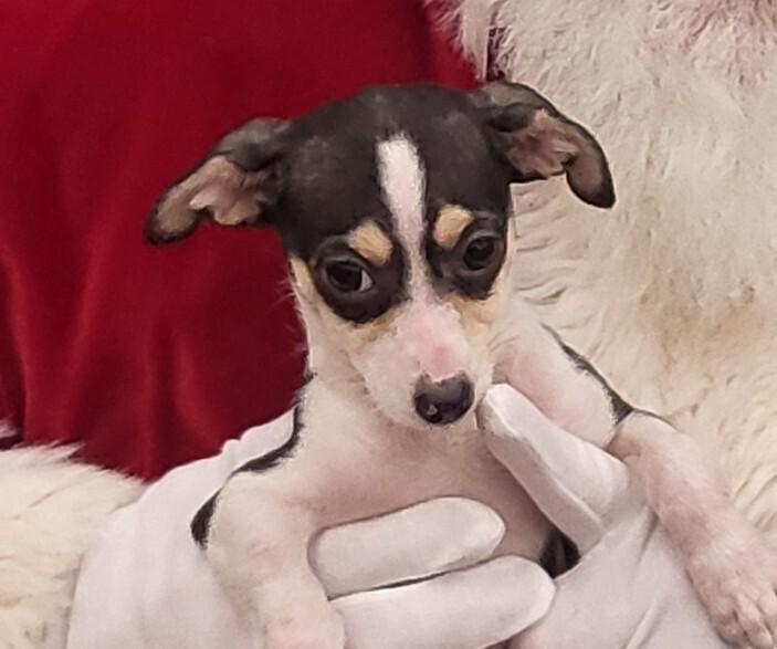 Enlarge RILEE, a Adoptable mixed breed in Broomfield, CO image 1/1