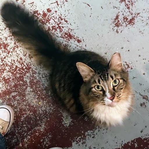 Renegade @ Fat Cat Books, ADOPTABLE, Adult Male Domestic Medium Hair.