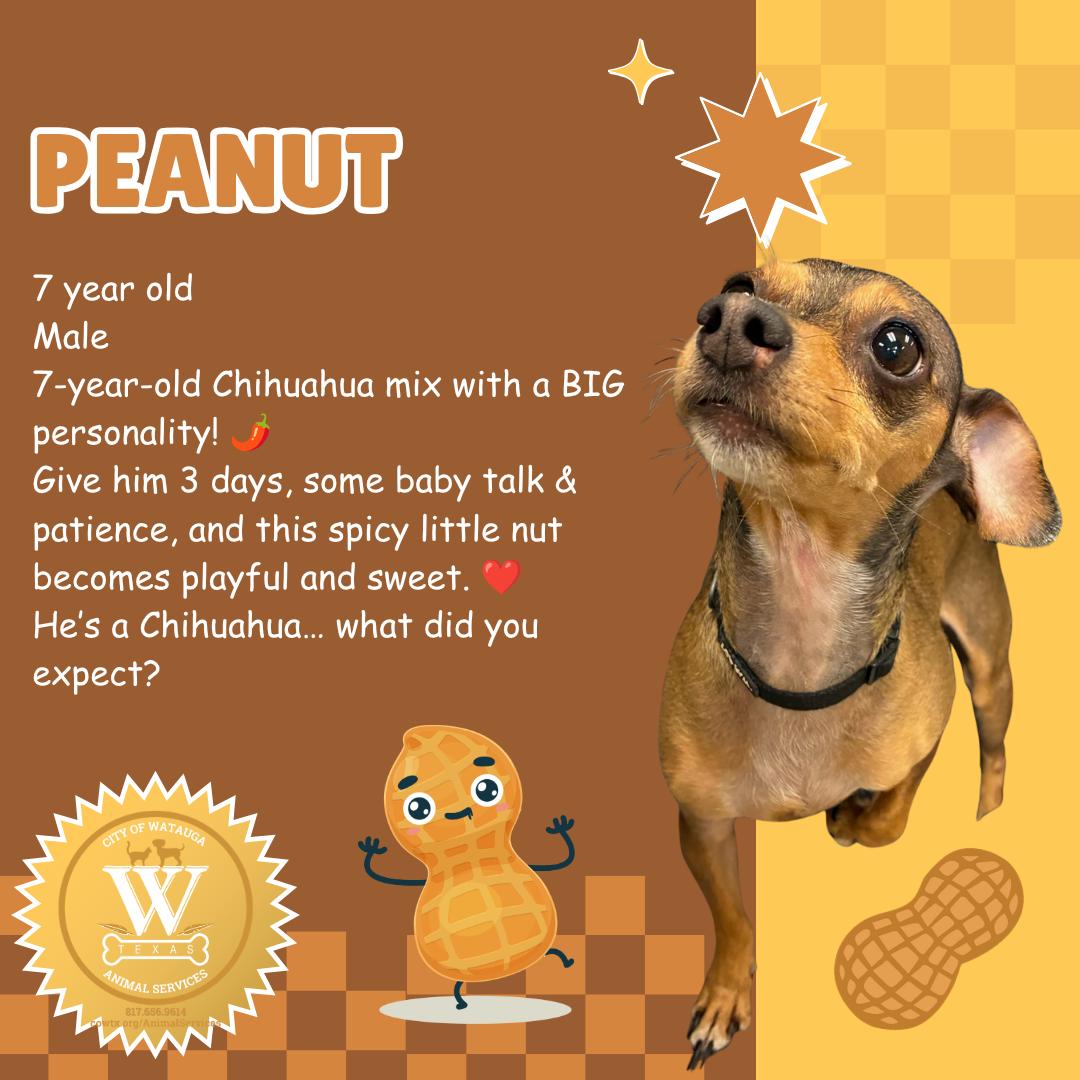 Enlarge Peanut, a Adopted mixed breed in Watauga, TX image 1/1