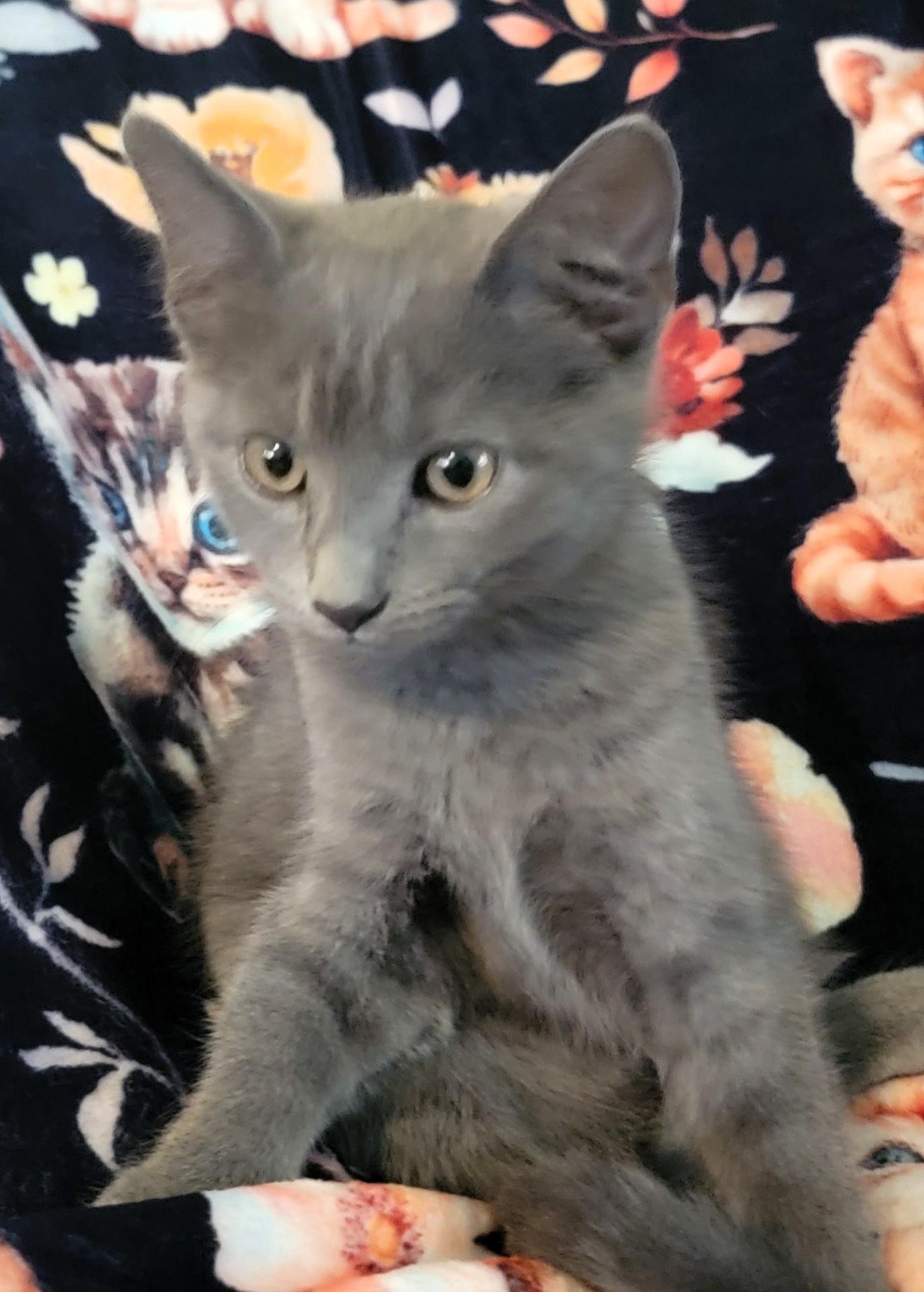 Enlarge Cinder Allen, a Adopted mixed breed in Frederick, MD image 2/2