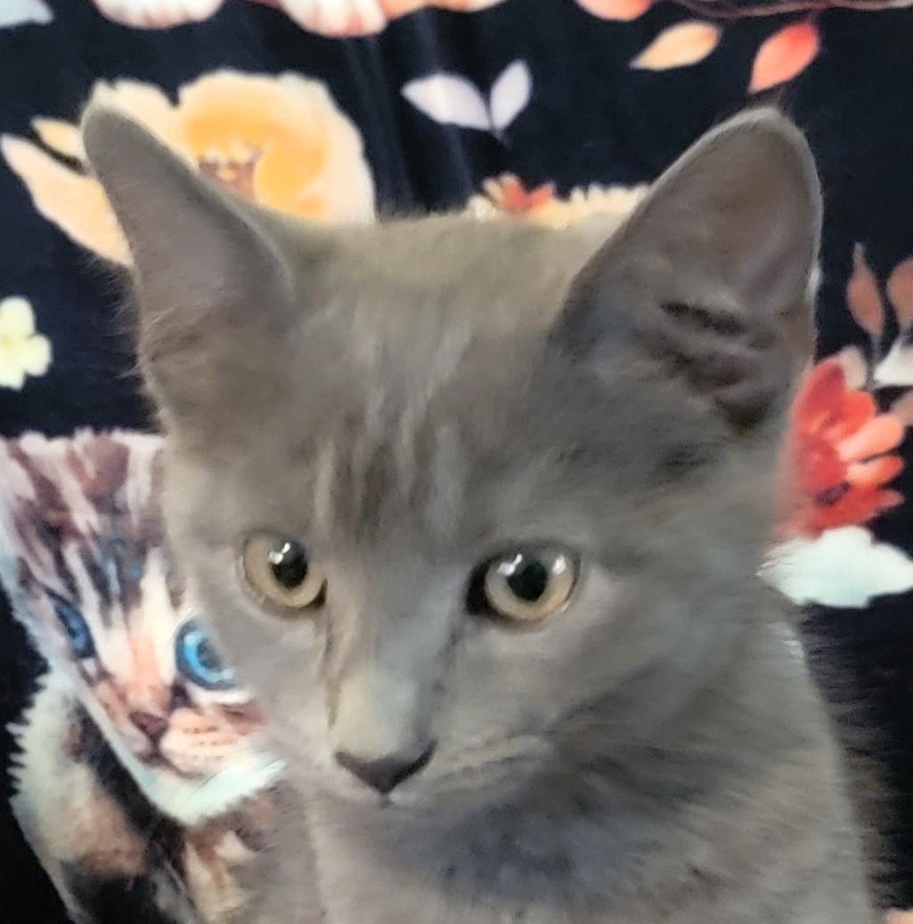 Cinder Allen, Adopted, Kitten Female Russian Blue & Domestic Short Hair.