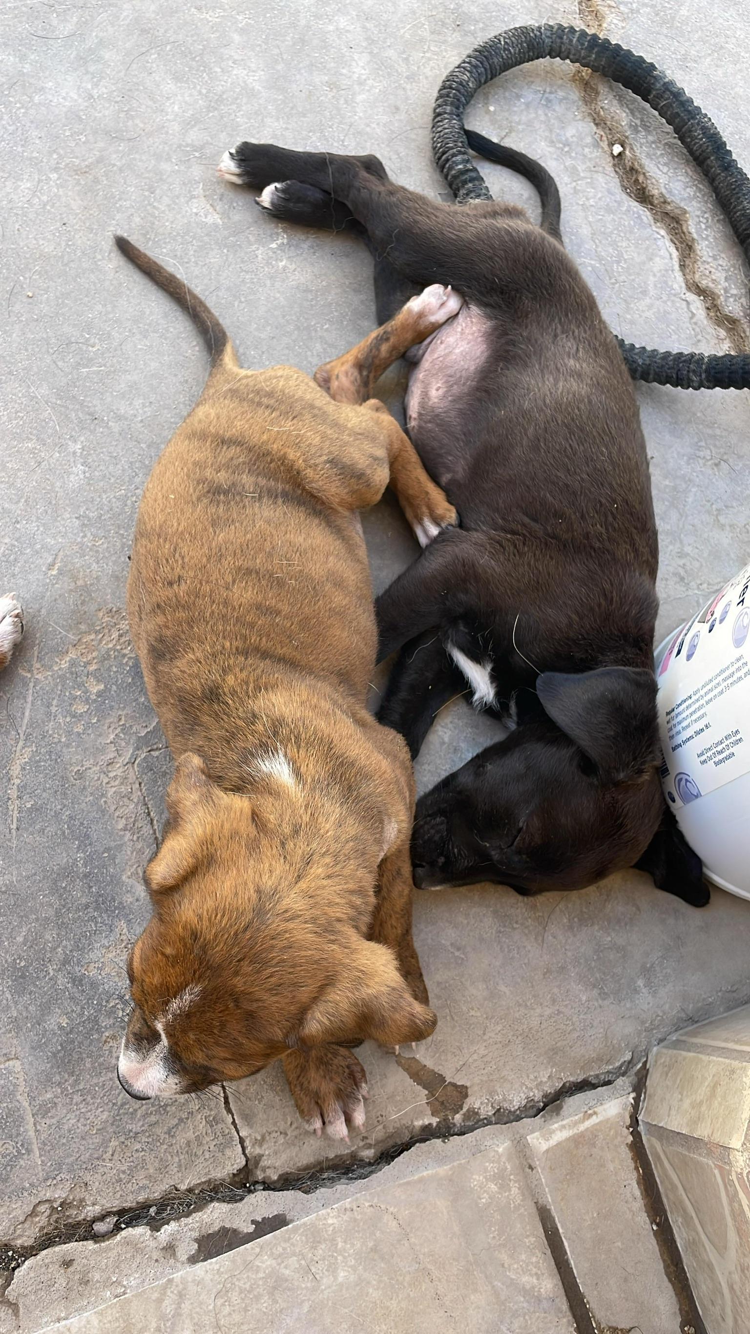 Enlarge Cora, an adopted mixed breed in Ventura , CA image 2/6