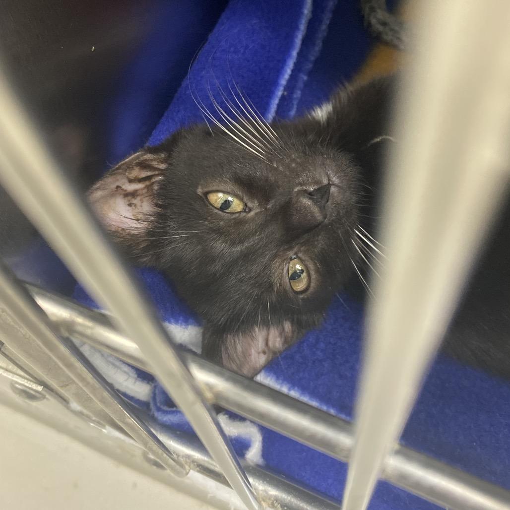 Heatmiser, a Adoptable Domestic Short Hair in Canastota, NY image 1/3