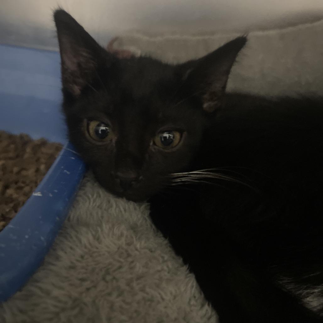 Heatmiser, a Adoptable Domestic Short Hair in Canastota, NY image 2/3