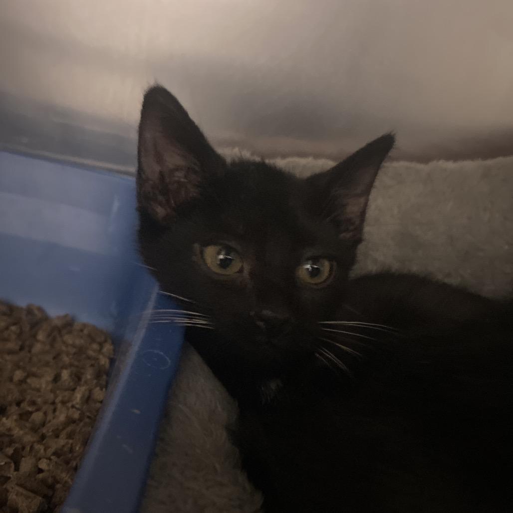 Heatmiser, a Adoptable Domestic Short Hair in Canastota, NY image 3/3