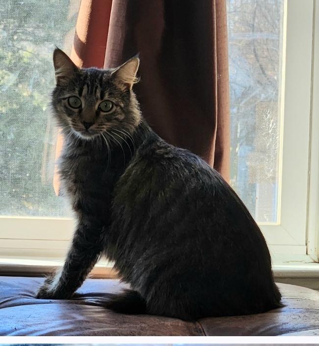 Emma, a Adoptable Tabby in Charlotte, NC image 1/3