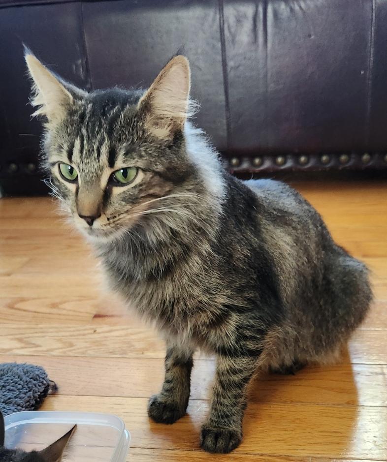 Emma, Adoptable, Adult Female Tabby.