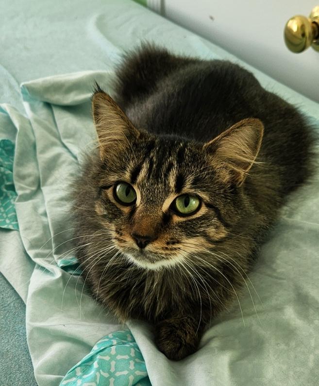 Emma, Adoptable, Adult Female Tabby.