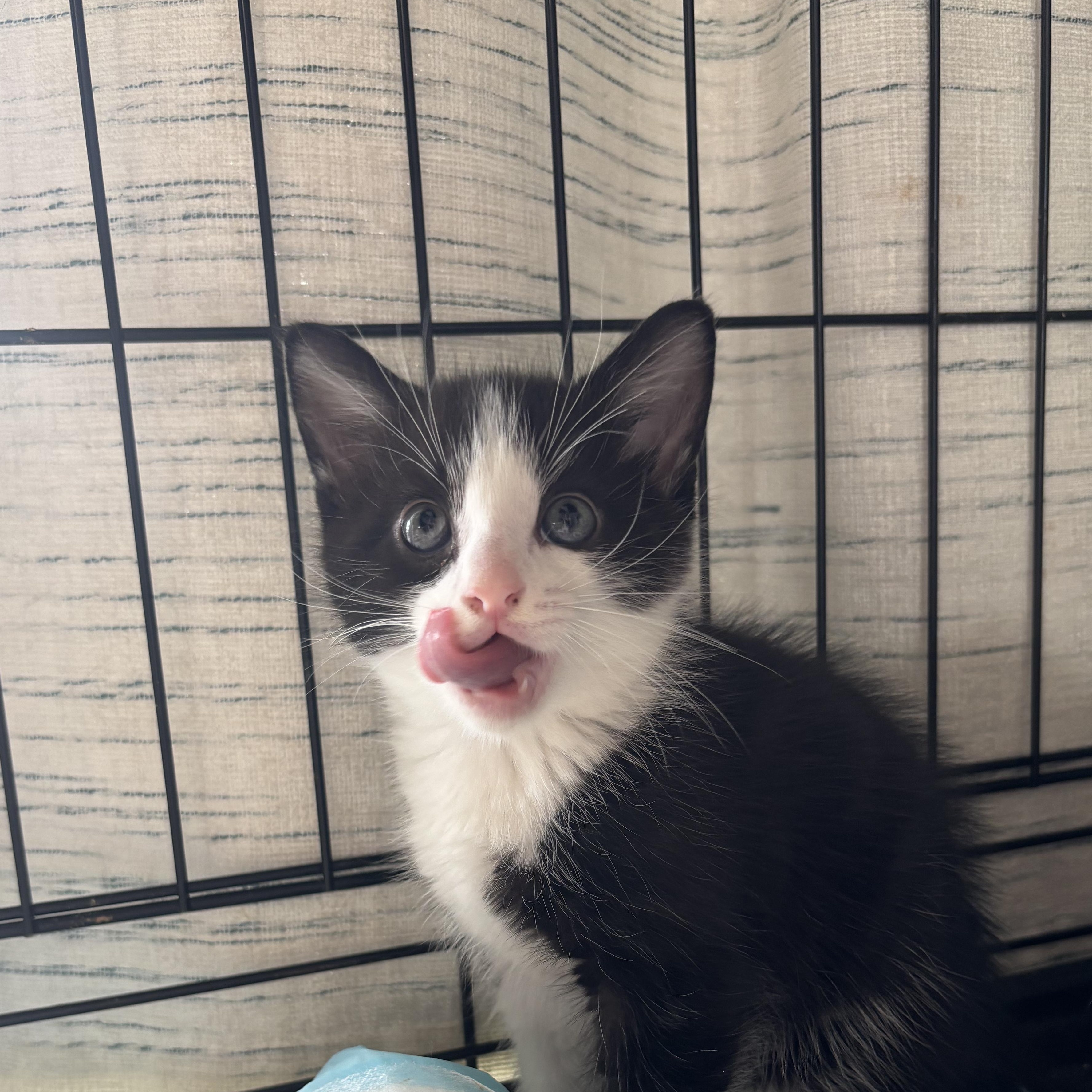 Timmy, adopted, Kitten Male Domestic Medium Hair.
