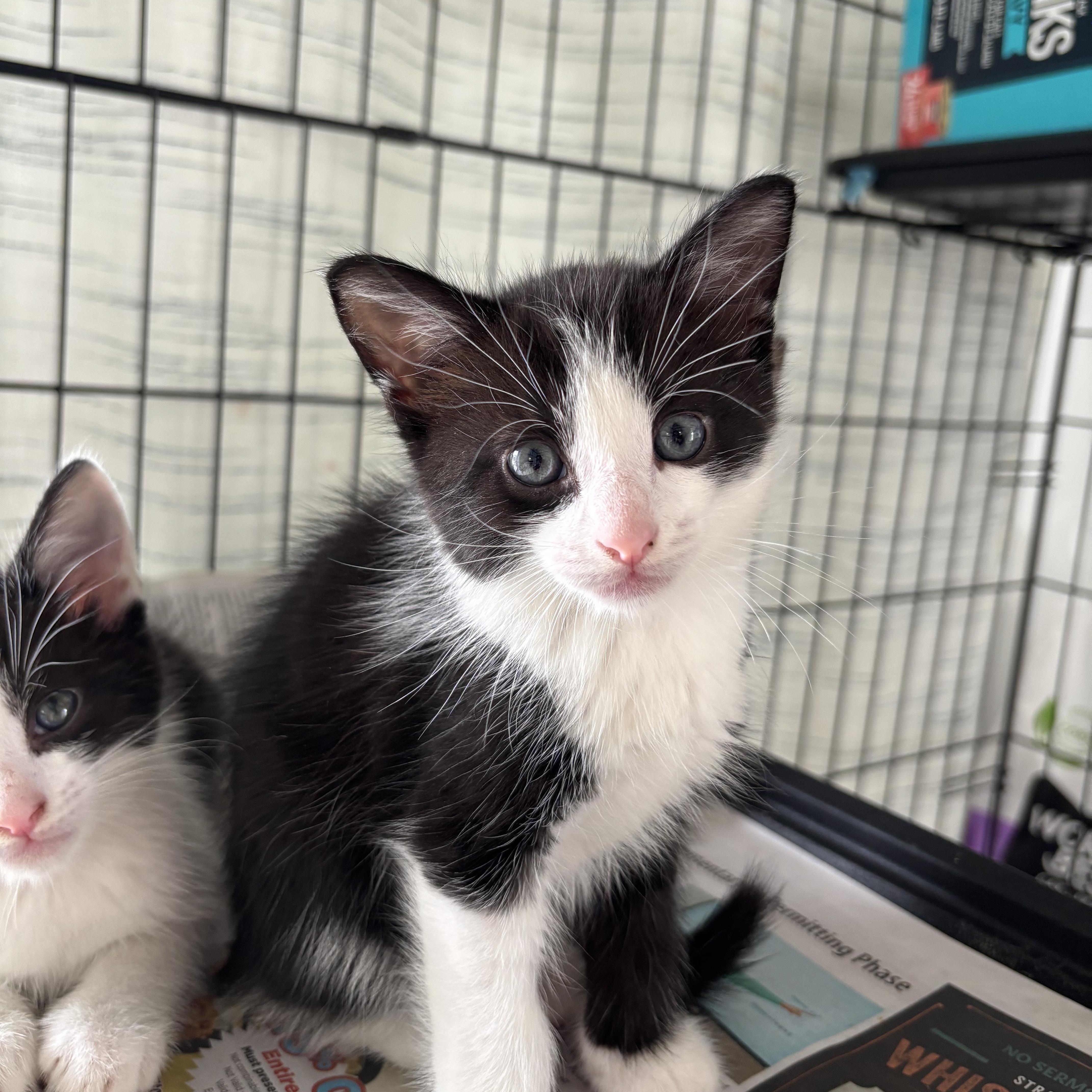 Timmy, an adopted Domestic Medium Hair in Ewa Beach, HI image 2/4