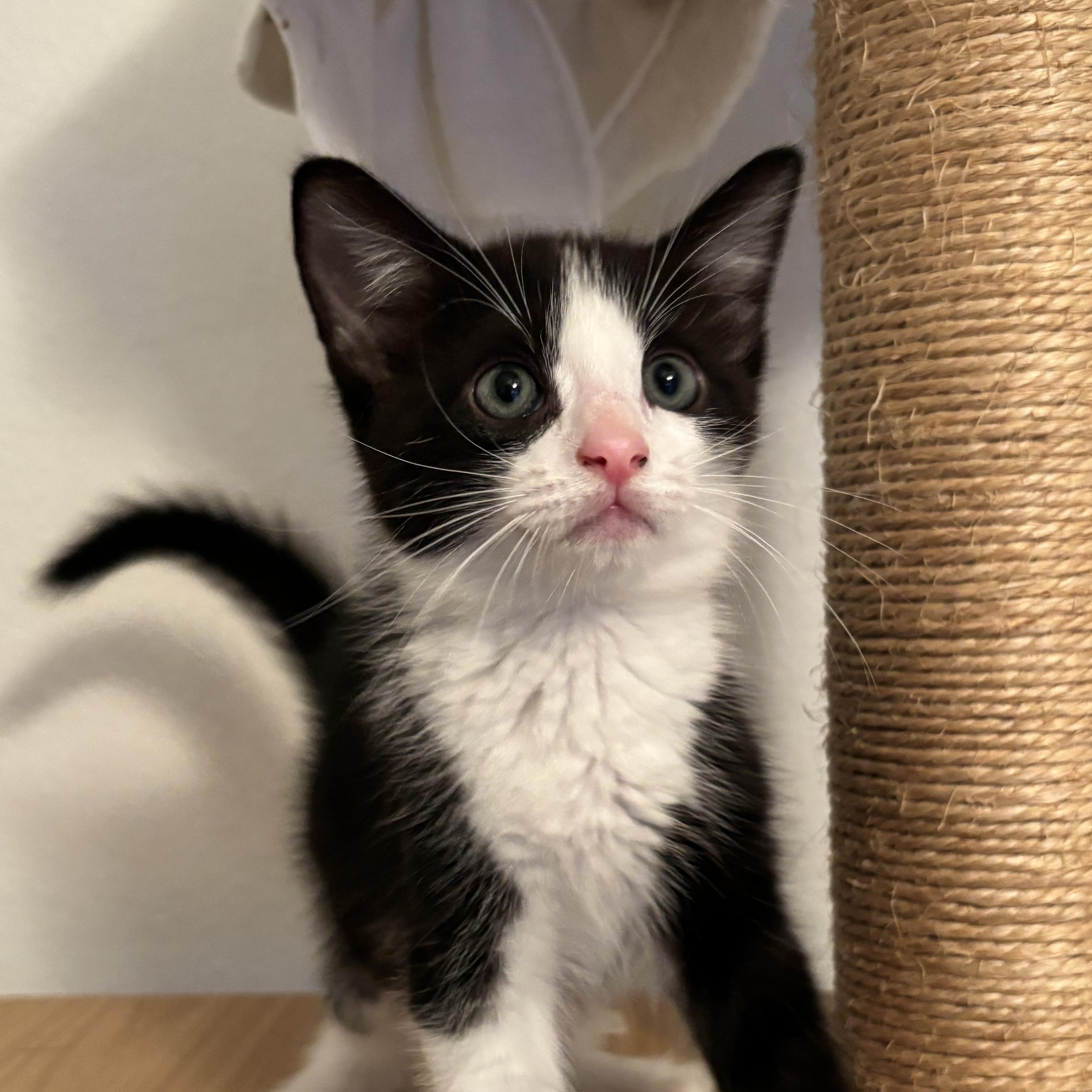 Timmy, an adopted Domestic Medium Hair in Ewa Beach, HI image 4/4