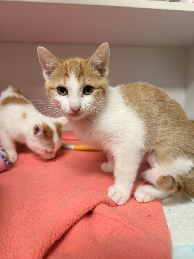 Enlarge **Cat Cafe** Ranch, a Adoptable Domestic Short Hair in Topeka, KS image 1/2