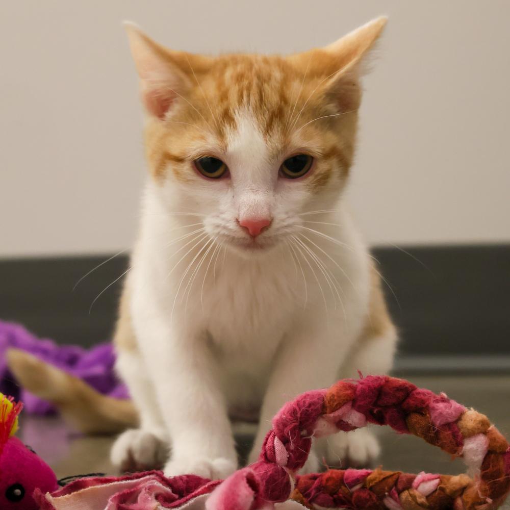 Enlarge **Cat Cafe** Ranch, a Adoptable Domestic Short Hair in Topeka, KS image 2/2