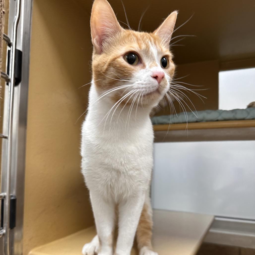 Harley, a Adoptable Domestic Short Hair in Spokane, WA image 1/4