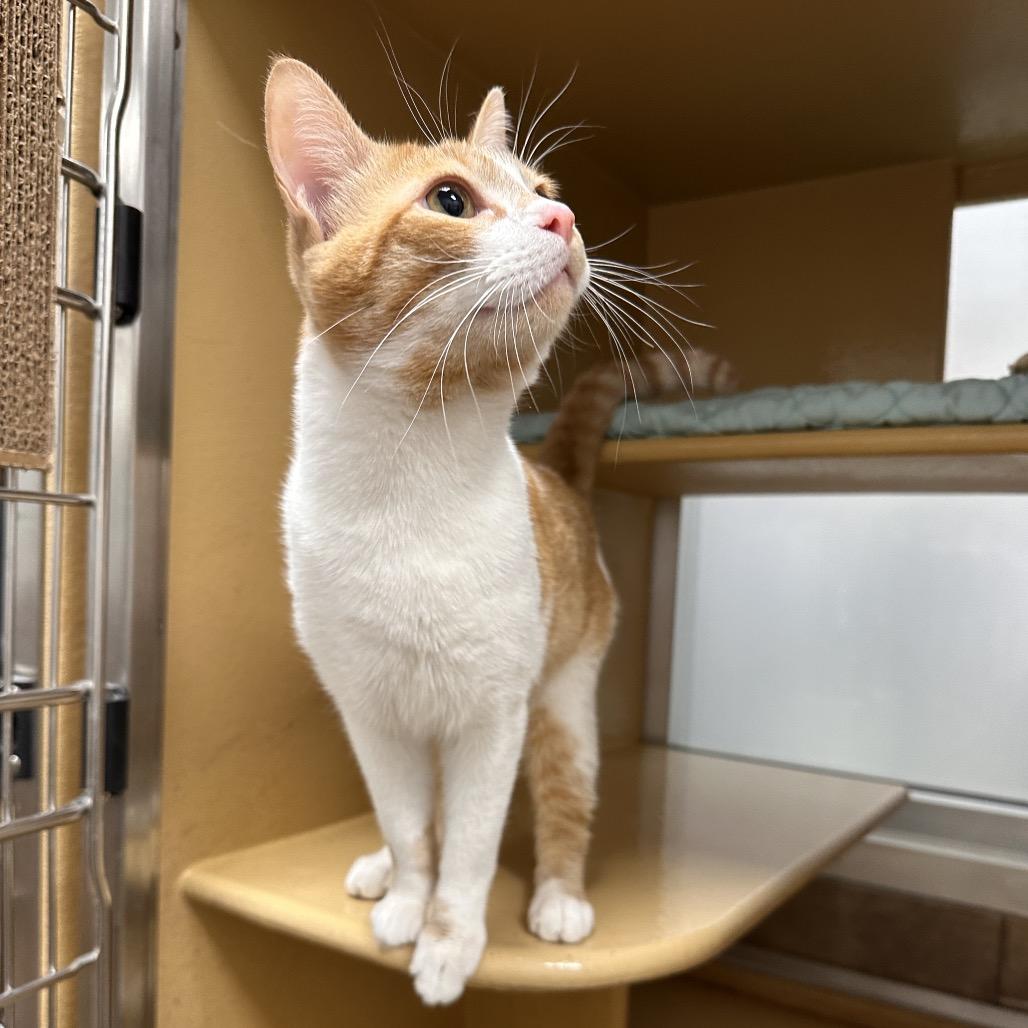 Harley, a Adoptable Domestic Short Hair in Spokane, WA image 2/4
