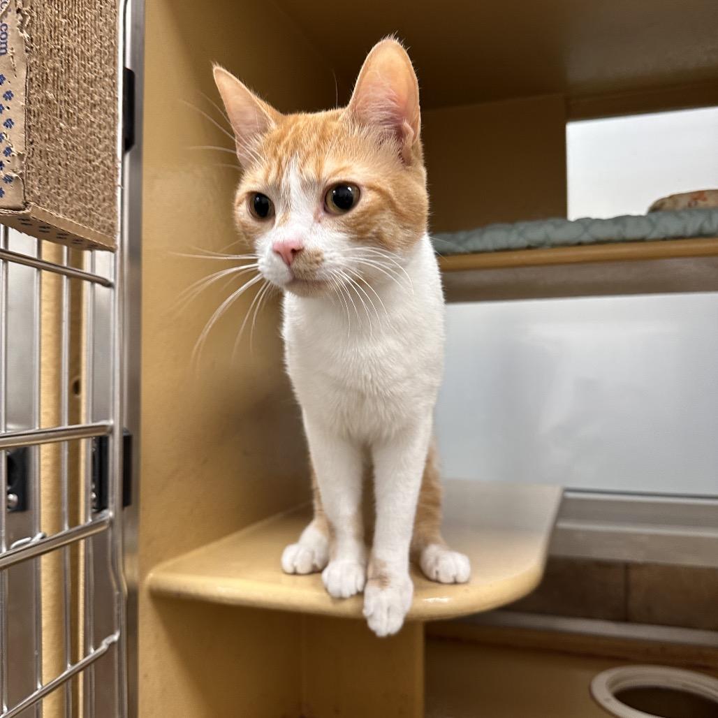 Harley, a Adoptable Domestic Short Hair in Spokane, WA image 3/4