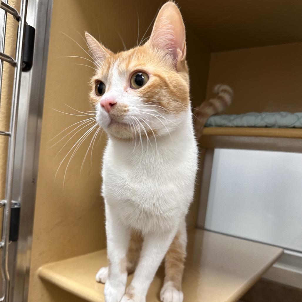 Harley, a Adoptable Domestic Short Hair in Spokane, WA image 4/4