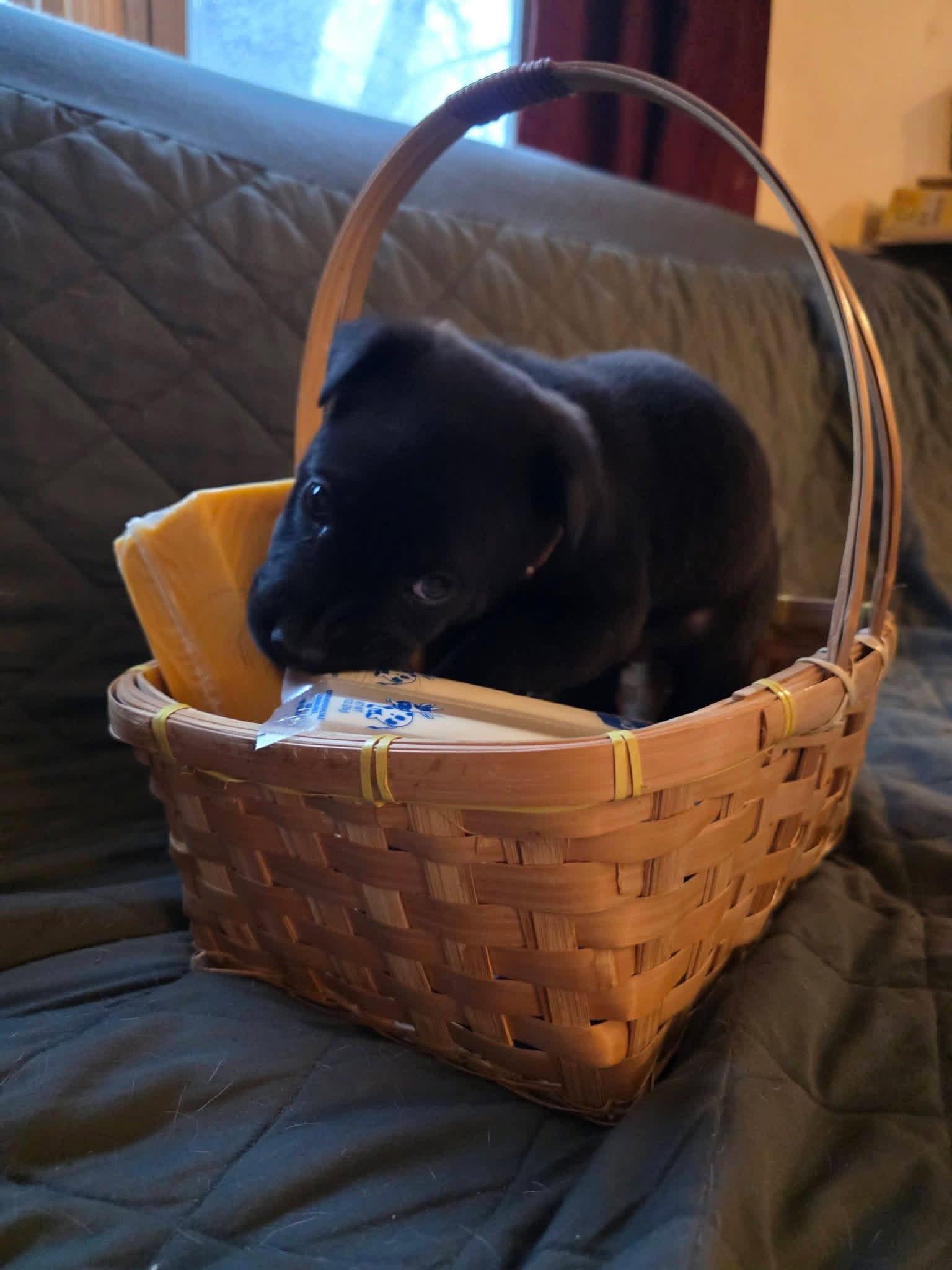 Pepper Jack, Adoptable, Puppy Male Shar-Pei & Cattle Dog.